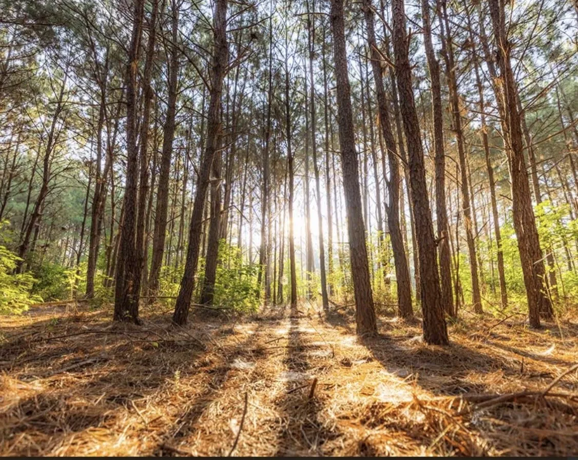 Unimproved Land For Sale in Walker County , 16 Coyote, New Waverly, Texas 77358, 0, 0, Garage spaces, 0 Sqft, built in 0, mls#21407414, Real Estate Agent in New Waverly, Homes For Sale in Walker county, Homes For Sale in New Waverly, Realtor in New Waverly Texas, Real Estate Brokerage Independent Realty Texas, Luminita Cordes Realtor