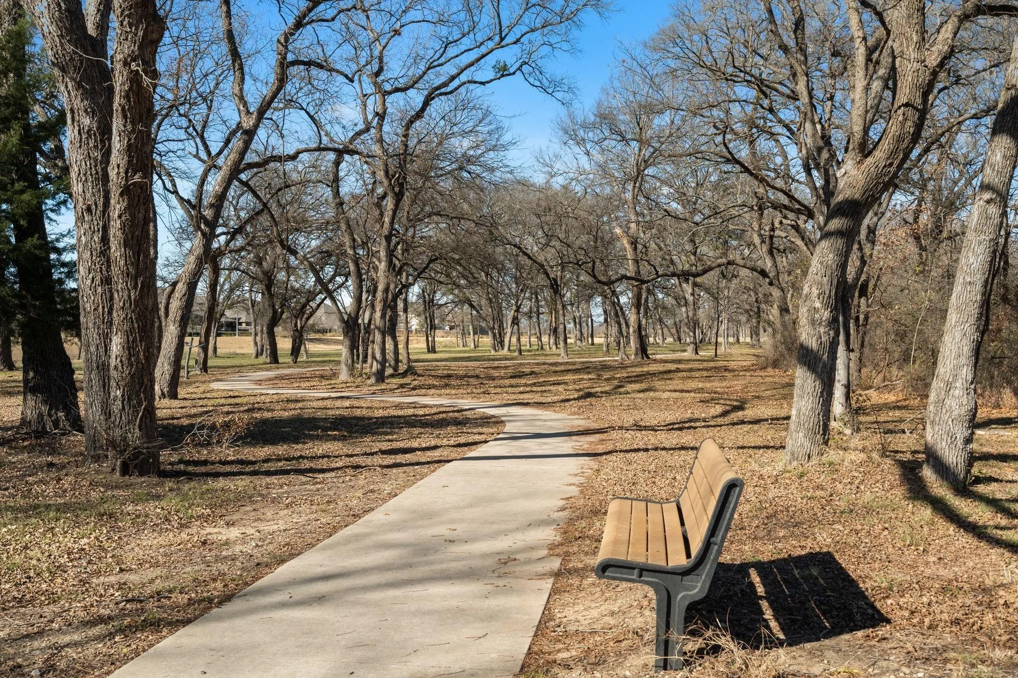 Paved pathway bordered by mature trees and a park bench