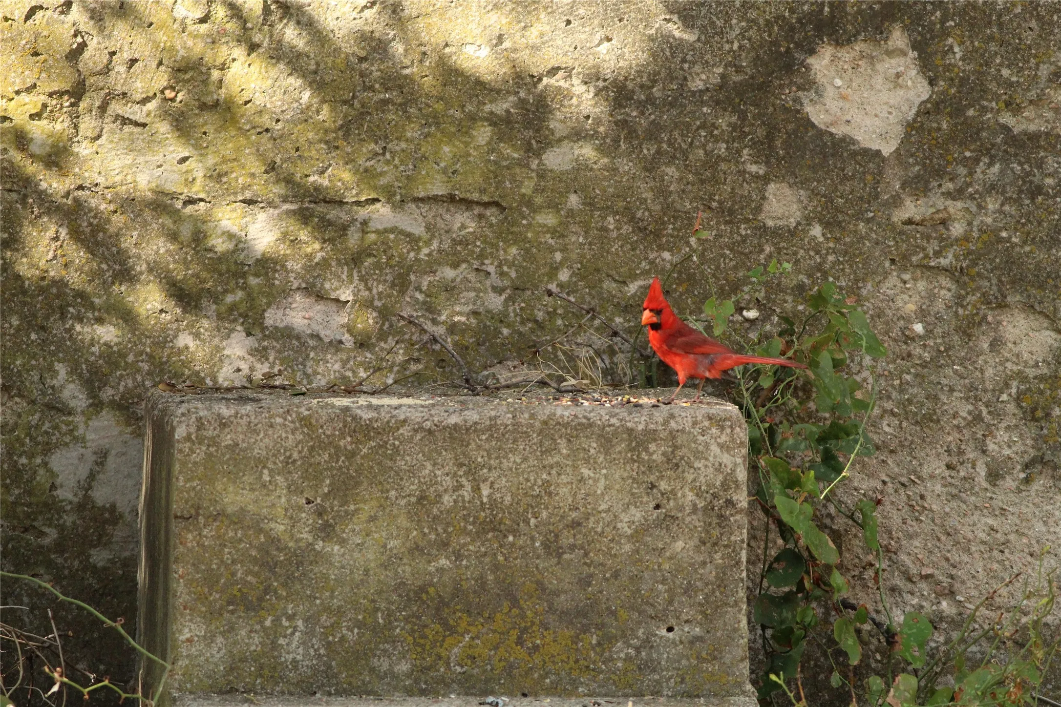 Wildlife Exemption