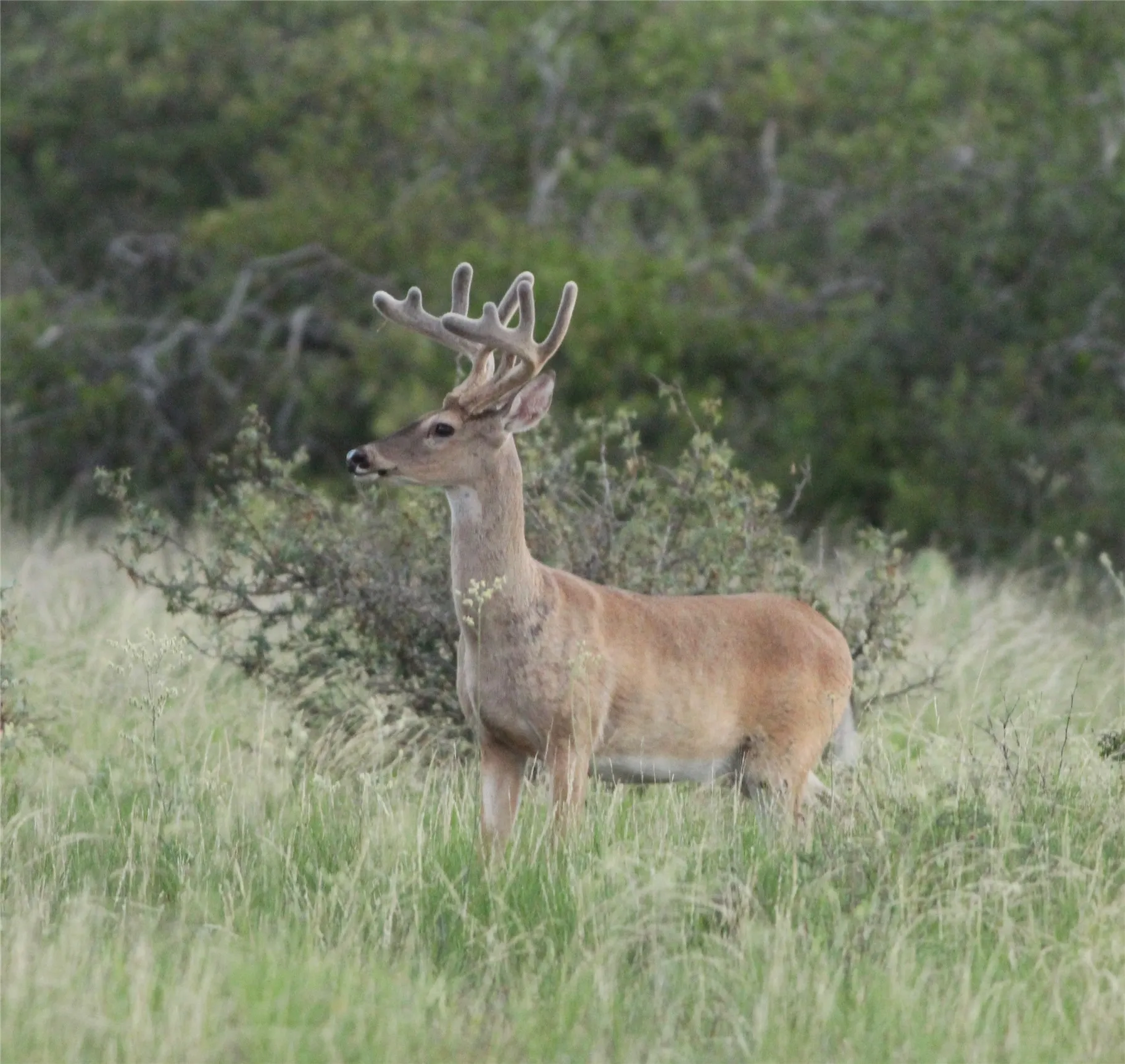 Unimproved Land For Sale in Mc Culloch County , 2240 Buck Ridge Road, Brady, Texas 76858, 0, 0, Garage spaces, 0 Sqft, built in 0, mls#21407536, Real Estate Agent in Brady, Homes For Sale in Mc Culloch county, Homes For Sale in Brady, Realtor in Brady Texas, Real Estate Brokerage Independent Realty Texas, Luminita Cordes Realtor