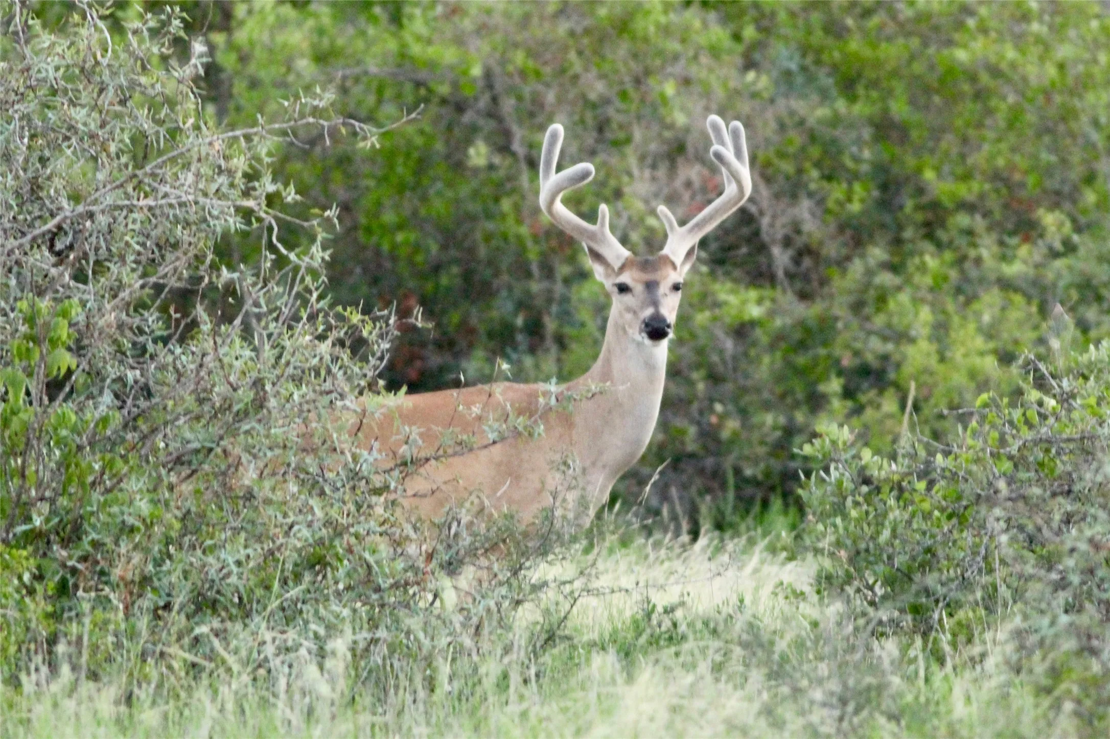 Deer
