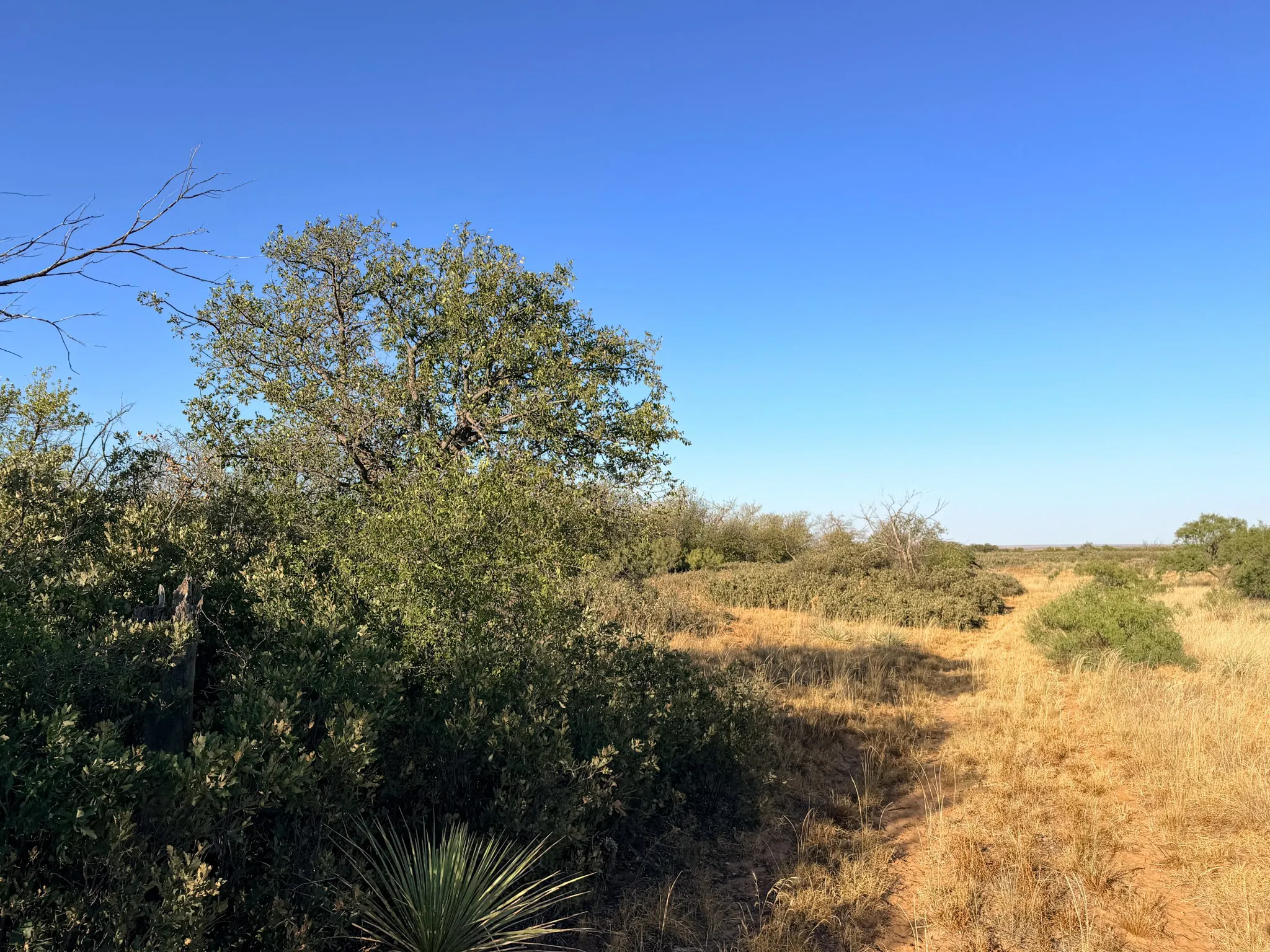 Unimproved Land For Sale in Cottle County , TBD County Road 117, Paducah, Texas 79248, 0, 0, Garage spaces, 0 Sqft, built in 0, mls#21406279, Real Estate Agent in Paducah, Homes For Sale in Cottle county, Homes For Sale in Paducah, Realtor in Paducah Texas, Real Estate Brokerage Independent Realty Texas, Luminita Cordes Realtor
