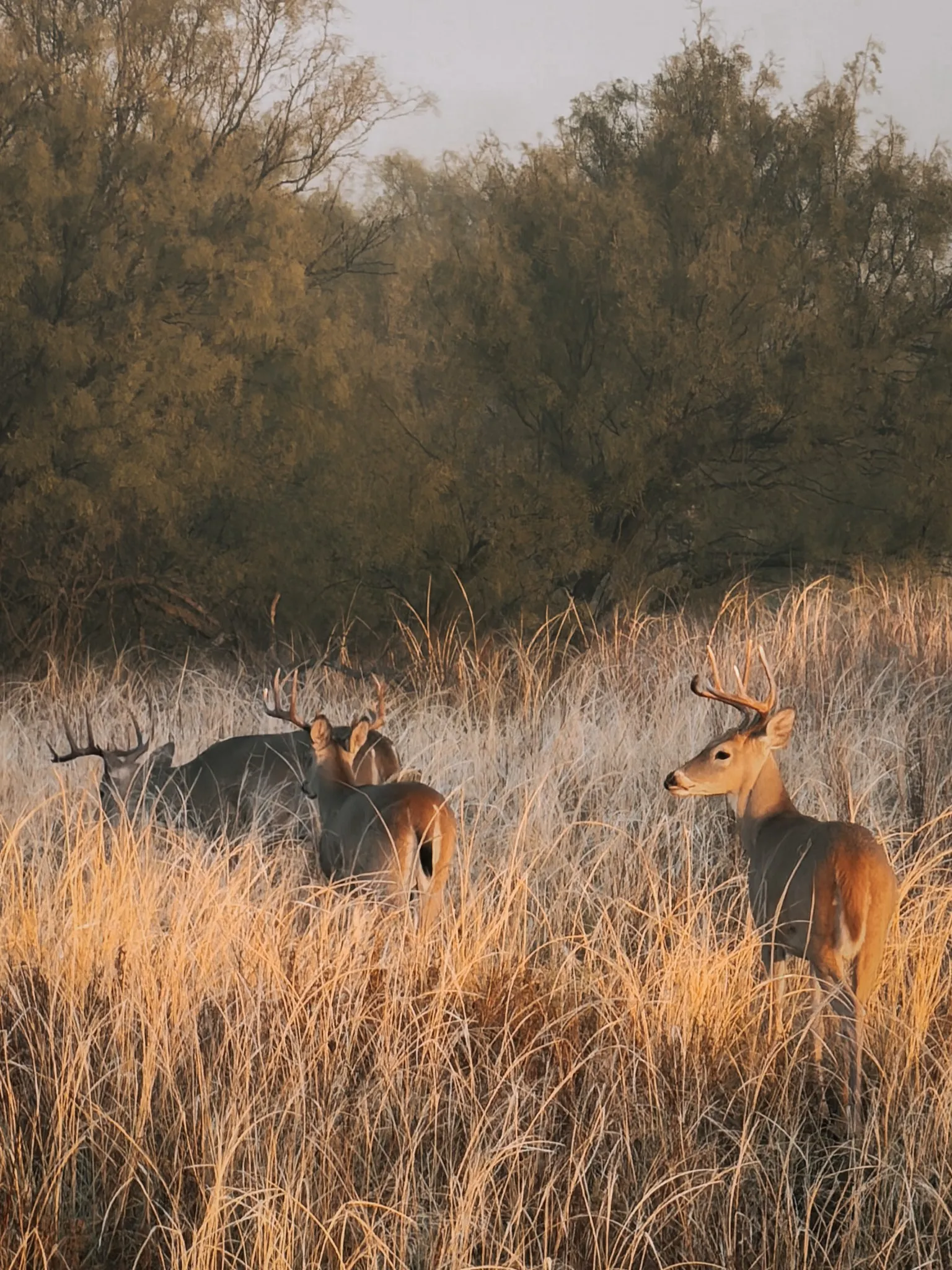Whitetail's