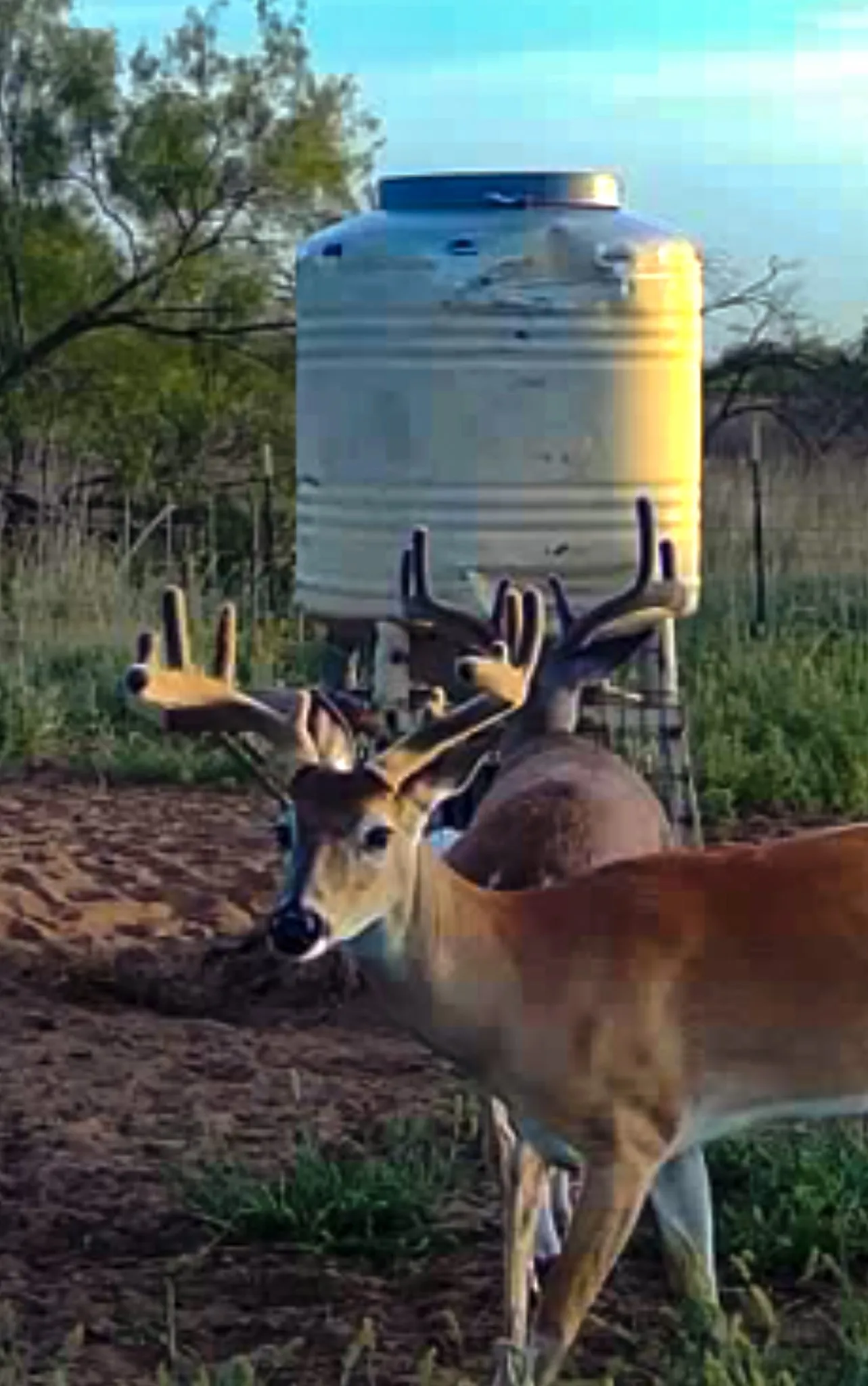 Unimproved Land For Sale in Cottle County , TBD County Road 117, Paducah, Texas 79248, 0, 0, Garage spaces, 0 Sqft, built in 0, mls#21406279, Real Estate Agent in Paducah, Homes For Sale in Cottle county, Homes For Sale in Paducah, Realtor in Paducah Texas, Real Estate Brokerage Independent Realty Texas, Luminita Cordes Realtor