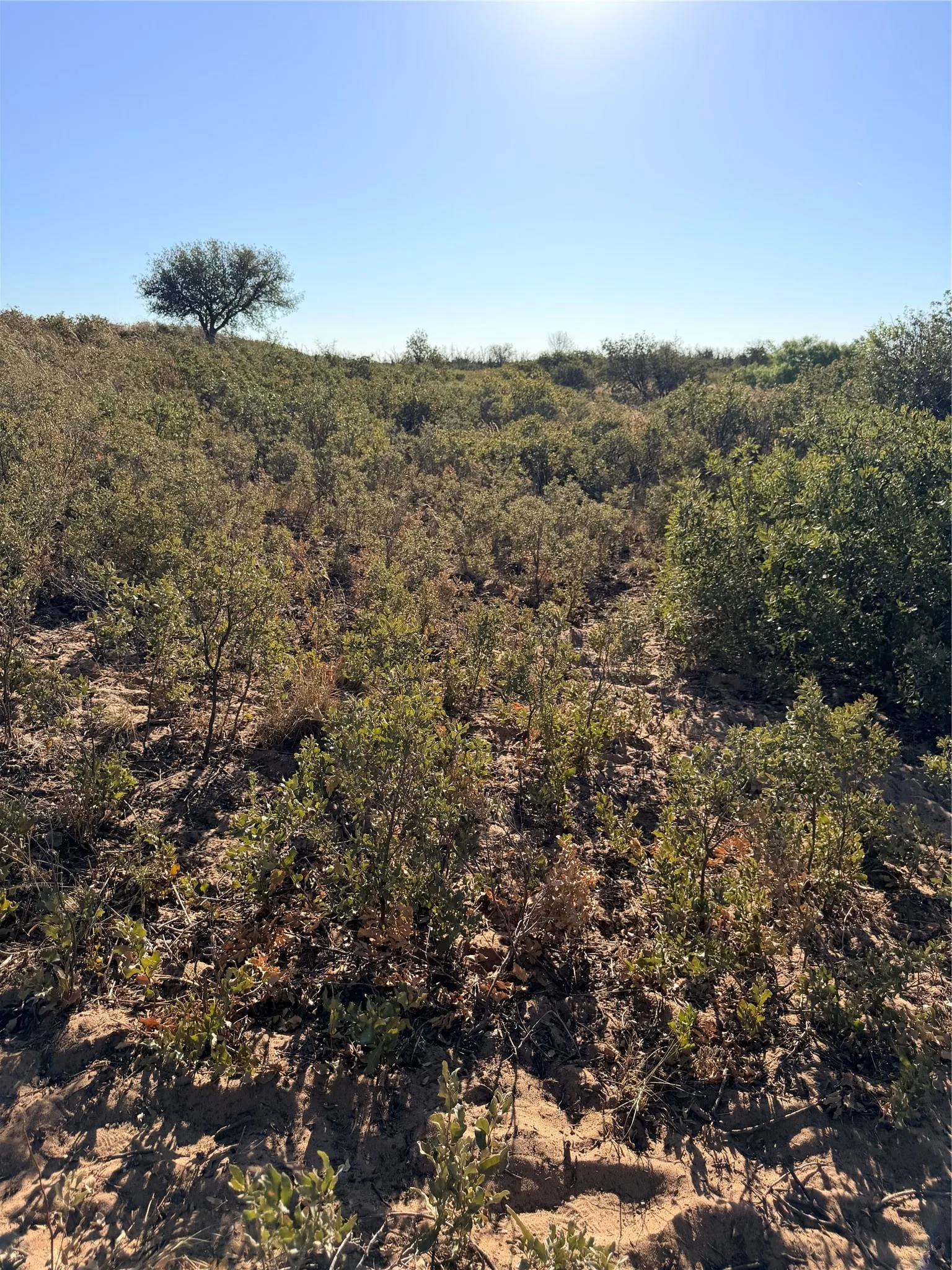 Unimproved Land For Sale in Cottle County , TBD County Road 117, Paducah, Texas 79248, 0, 0, Garage spaces, 0 Sqft, built in 0, mls#21406279, Real Estate Agent in Paducah, Homes For Sale in Cottle county, Homes For Sale in Paducah, Realtor in Paducah Texas, Real Estate Brokerage Independent Realty Texas, Luminita Cordes Realtor