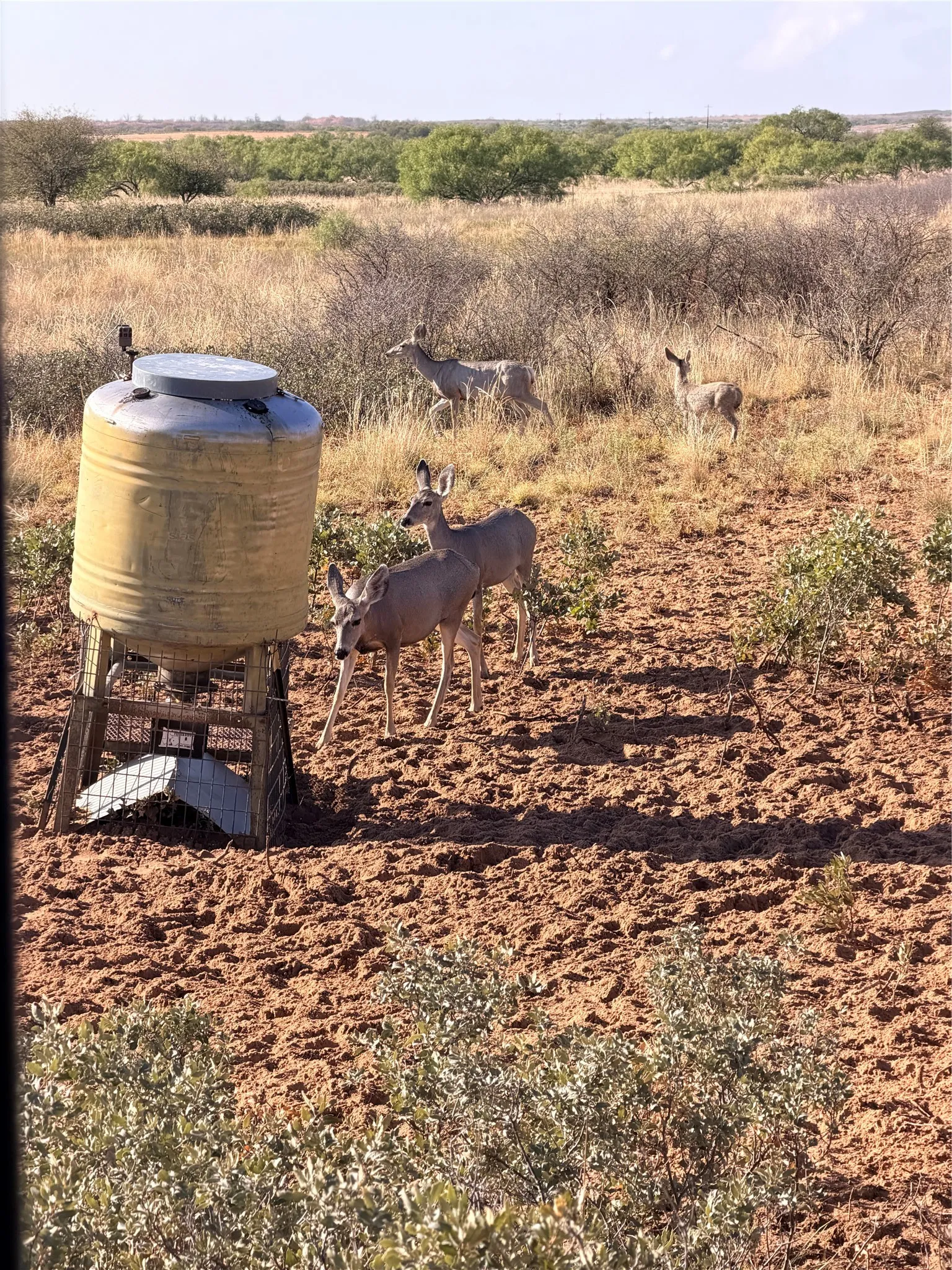 MUle Deer