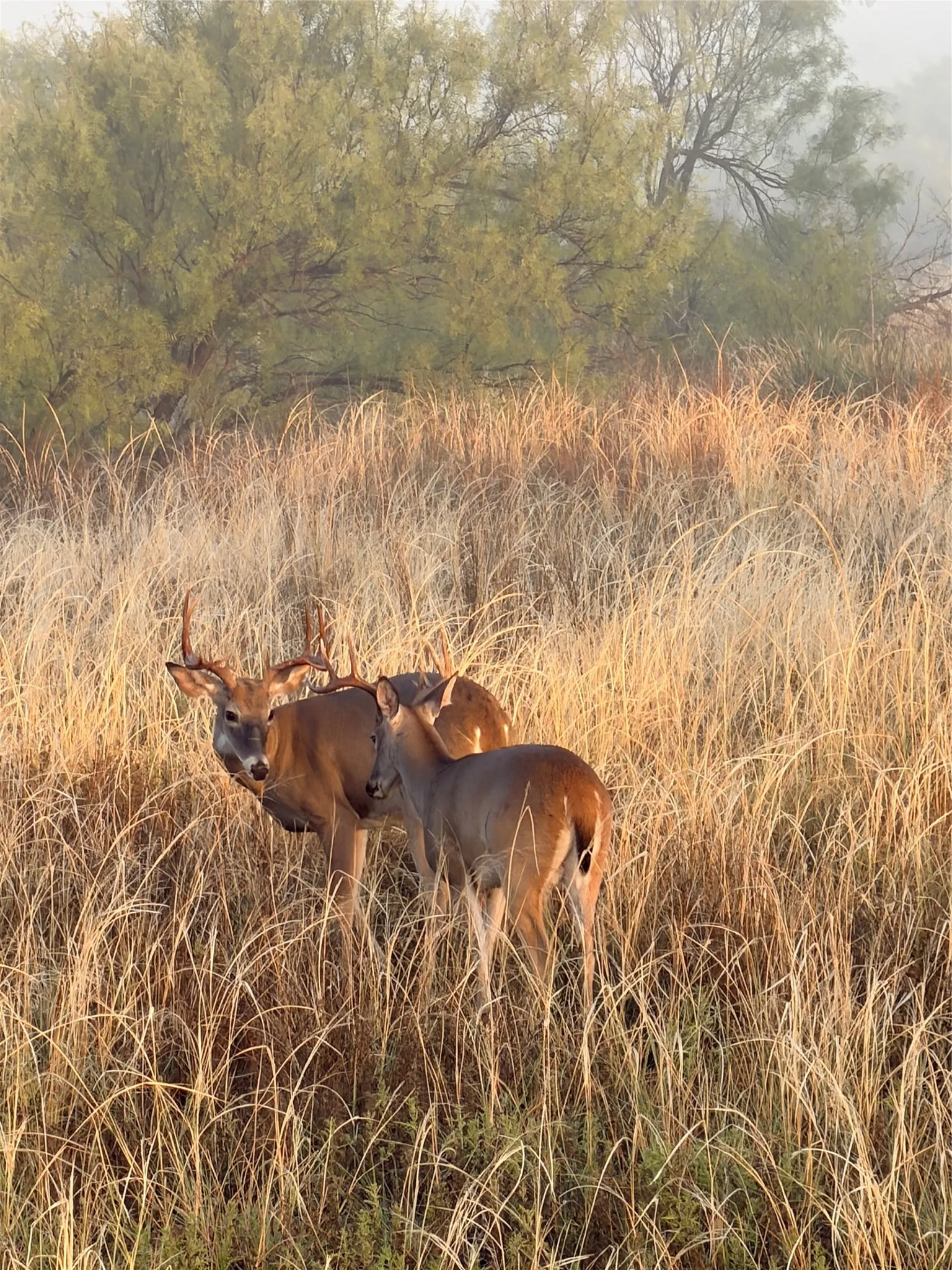 Unimproved Land For Sale in Cottle County , TBD County Road 117, Paducah, Texas 79248, 0, 0, Garage spaces, 0 Sqft, built in 0, mls#21406279, Real Estate Agent in Paducah, Homes For Sale in Cottle county, Homes For Sale in Paducah, Realtor in Paducah Texas, Real Estate Brokerage Independent Realty Texas, Luminita Cordes Realtor