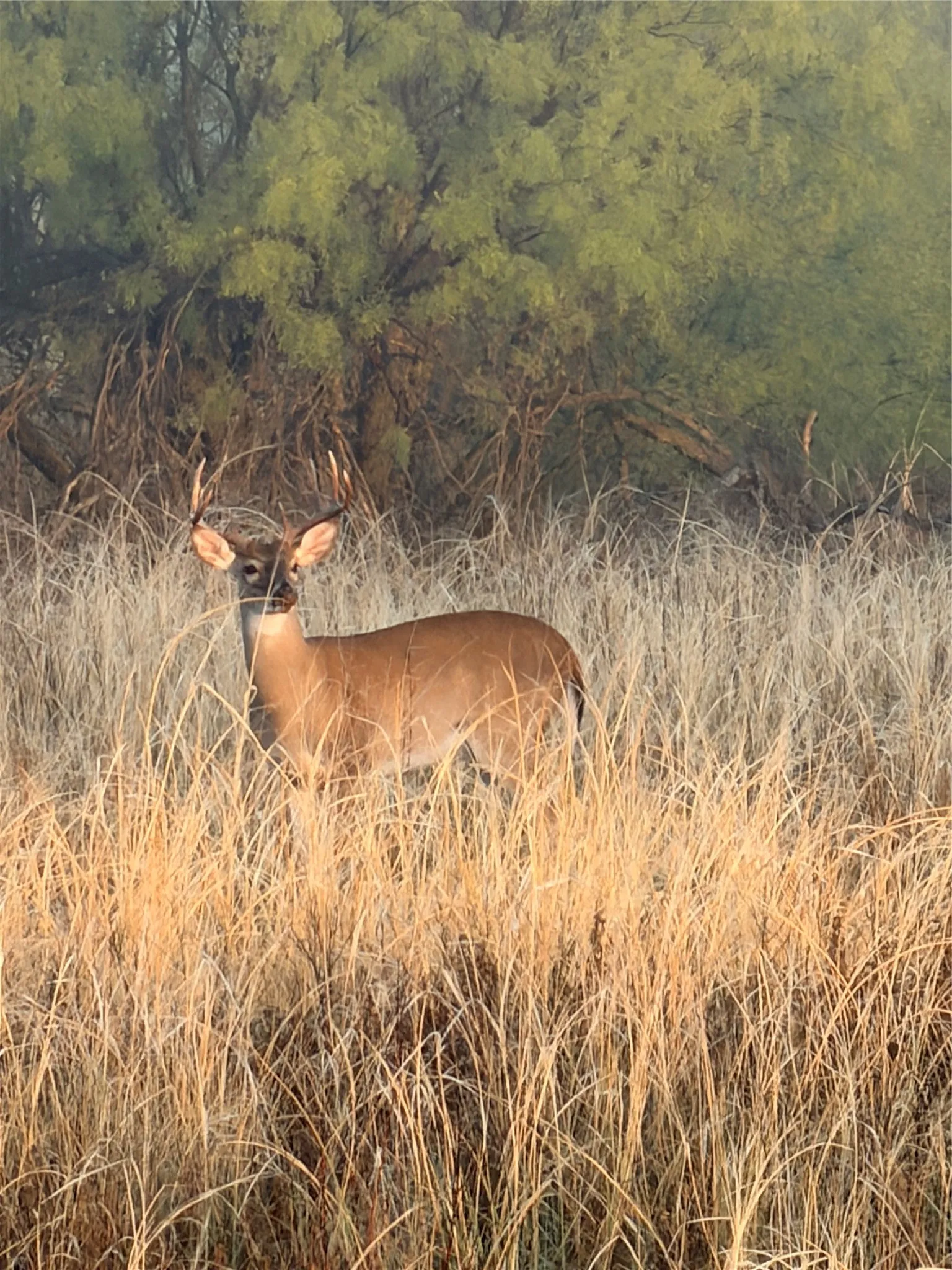 Unimproved Land For Sale in Cottle County , TBD County Road 117, Paducah, Texas 79248, 0, 0, Garage spaces, 0 Sqft, built in 0, mls#21406279, Real Estate Agent in Paducah, Homes For Sale in Cottle county, Homes For Sale in Paducah, Realtor in Paducah Texas, Real Estate Brokerage Independent Realty Texas, Luminita Cordes Realtor
