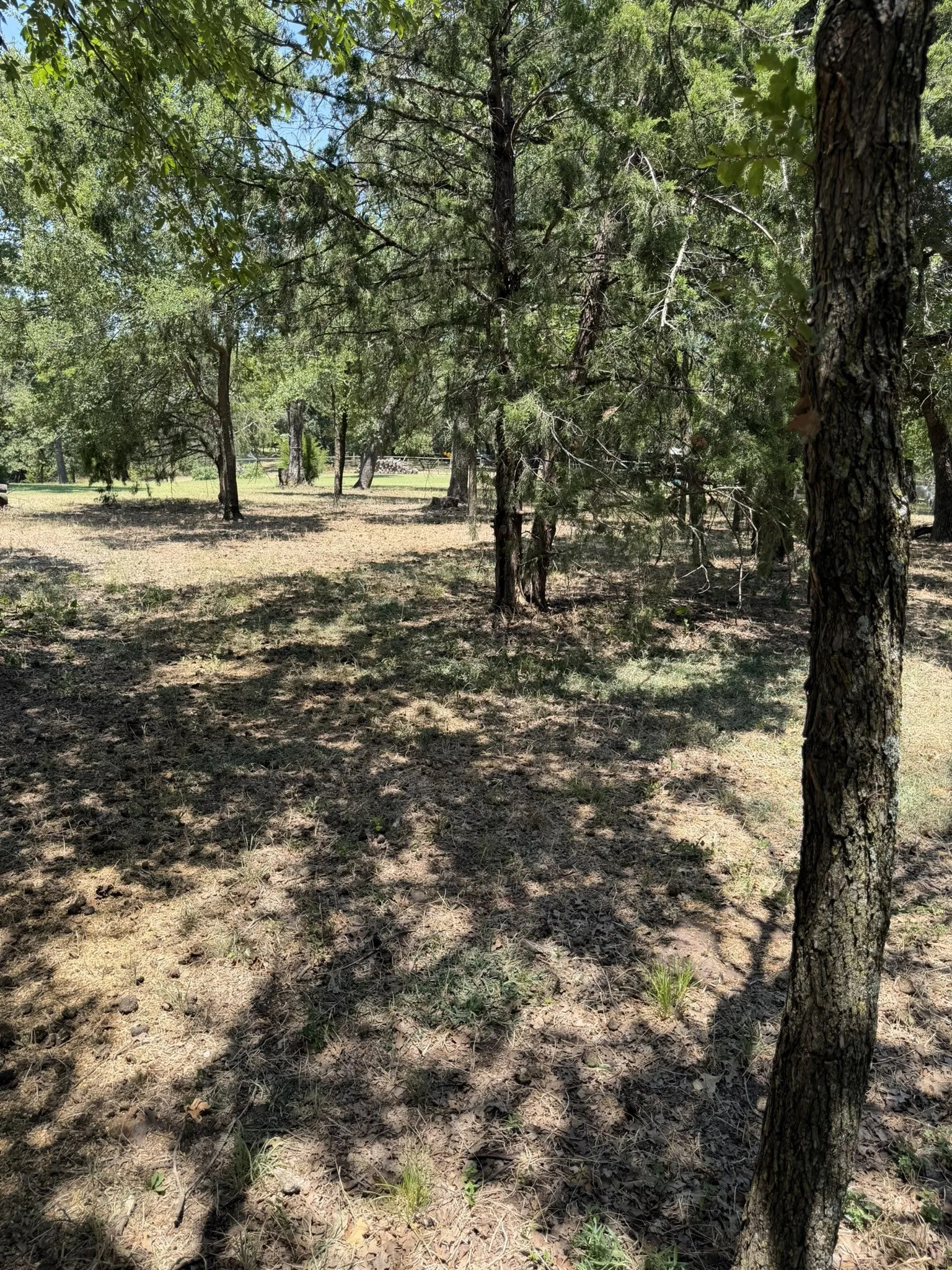 Wooded lot with mature trees and natural ground cover