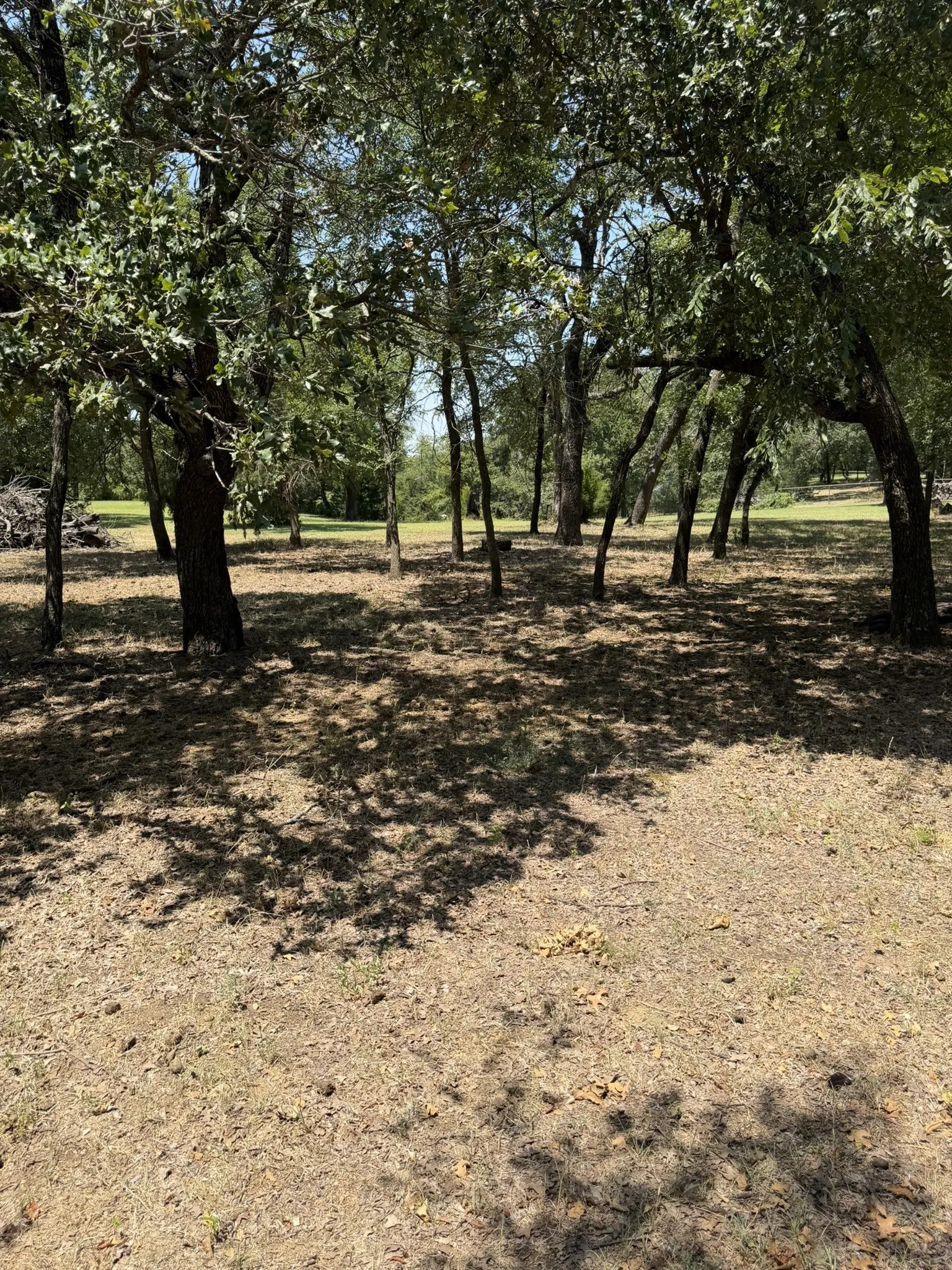 Wooded grounds featuring mature trees and dappled sunlight