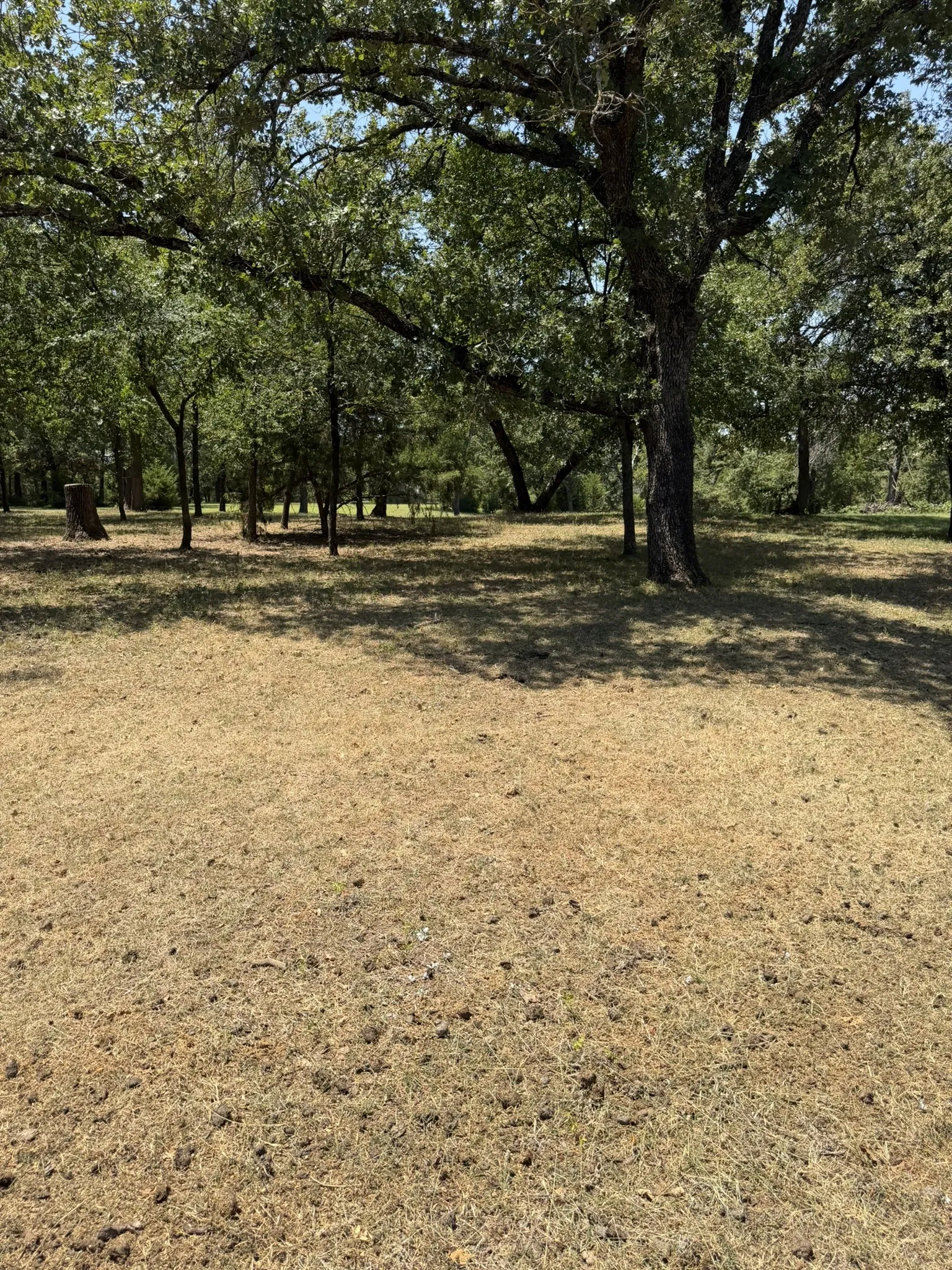 Mature trees providing natural shade