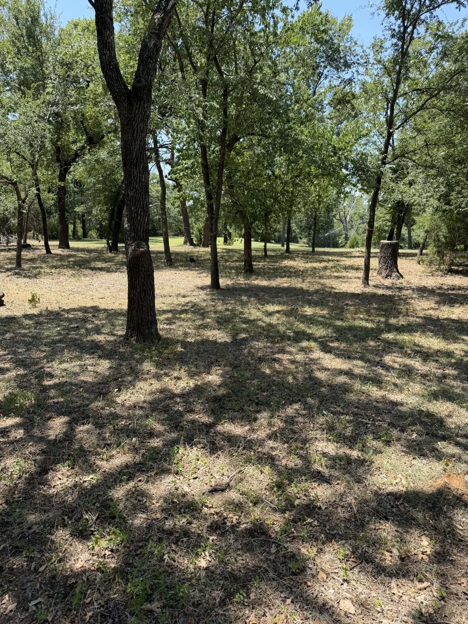 Expansive lot featuring mature trees and natural ground cover