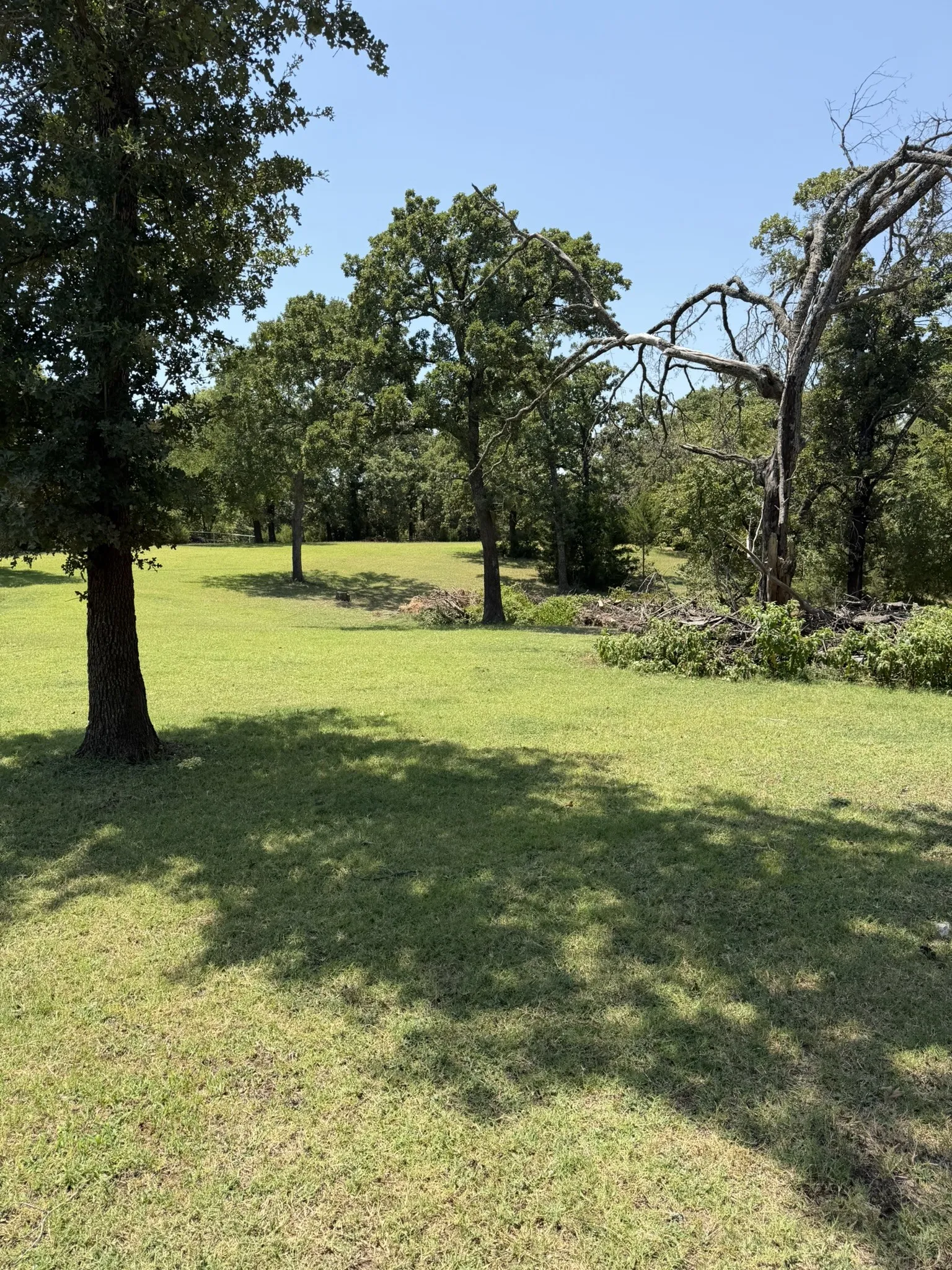 Expansive grassy terrain with mature trees