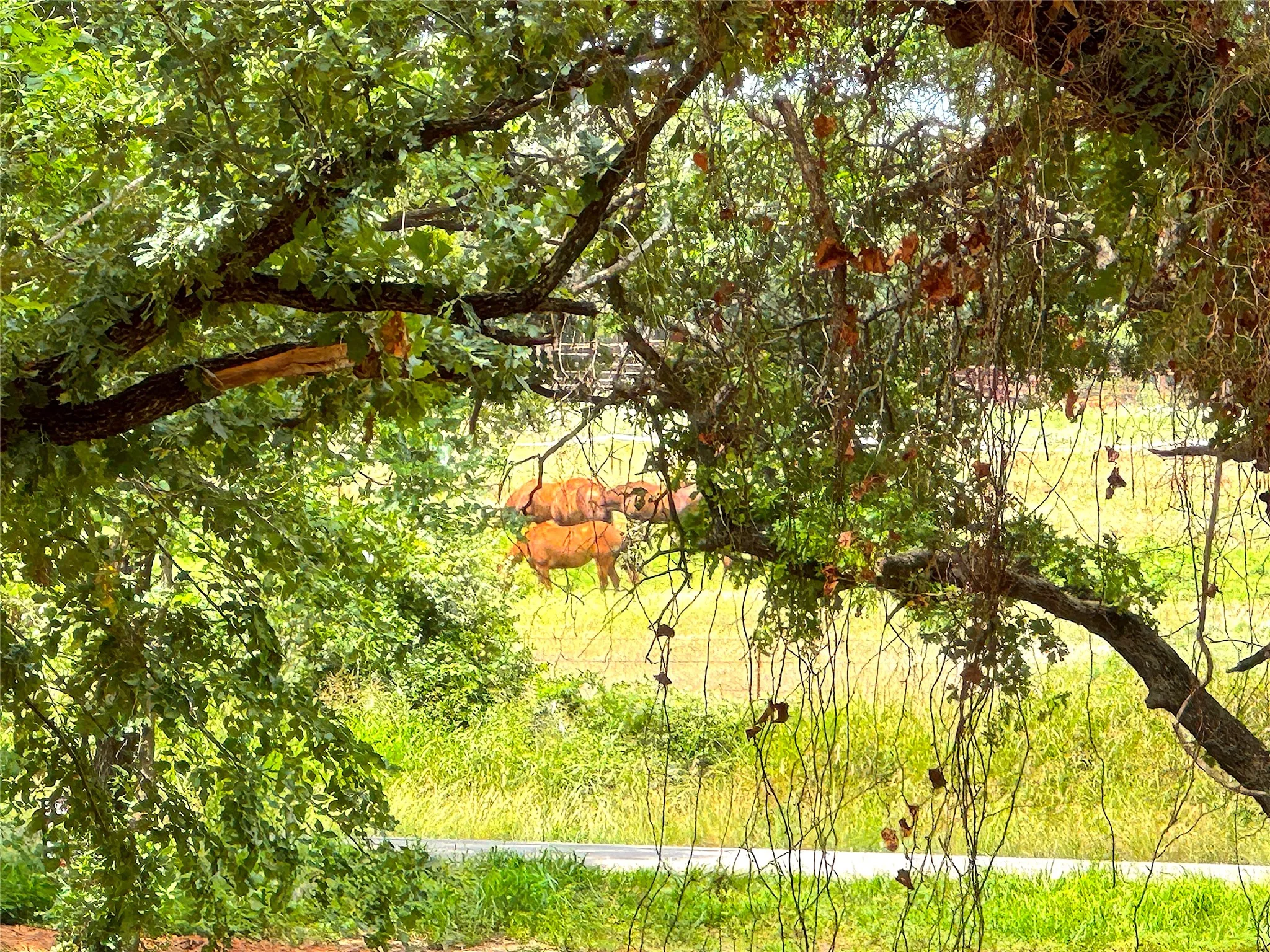 Unimproved Land For Sale in Parker County , TBD B Turpin Lake Road, Poolville, Texas 76487, 0, 0, Garage spaces, 0 Sqft, built in 0, mls#21407584, Real Estate Agent in Poolville, Homes For Sale in Parker county, Homes For Sale in Poolville, Realtor in Poolville Texas, Real Estate Brokerage Independent Realty Texas, Luminita Cordes Realtor