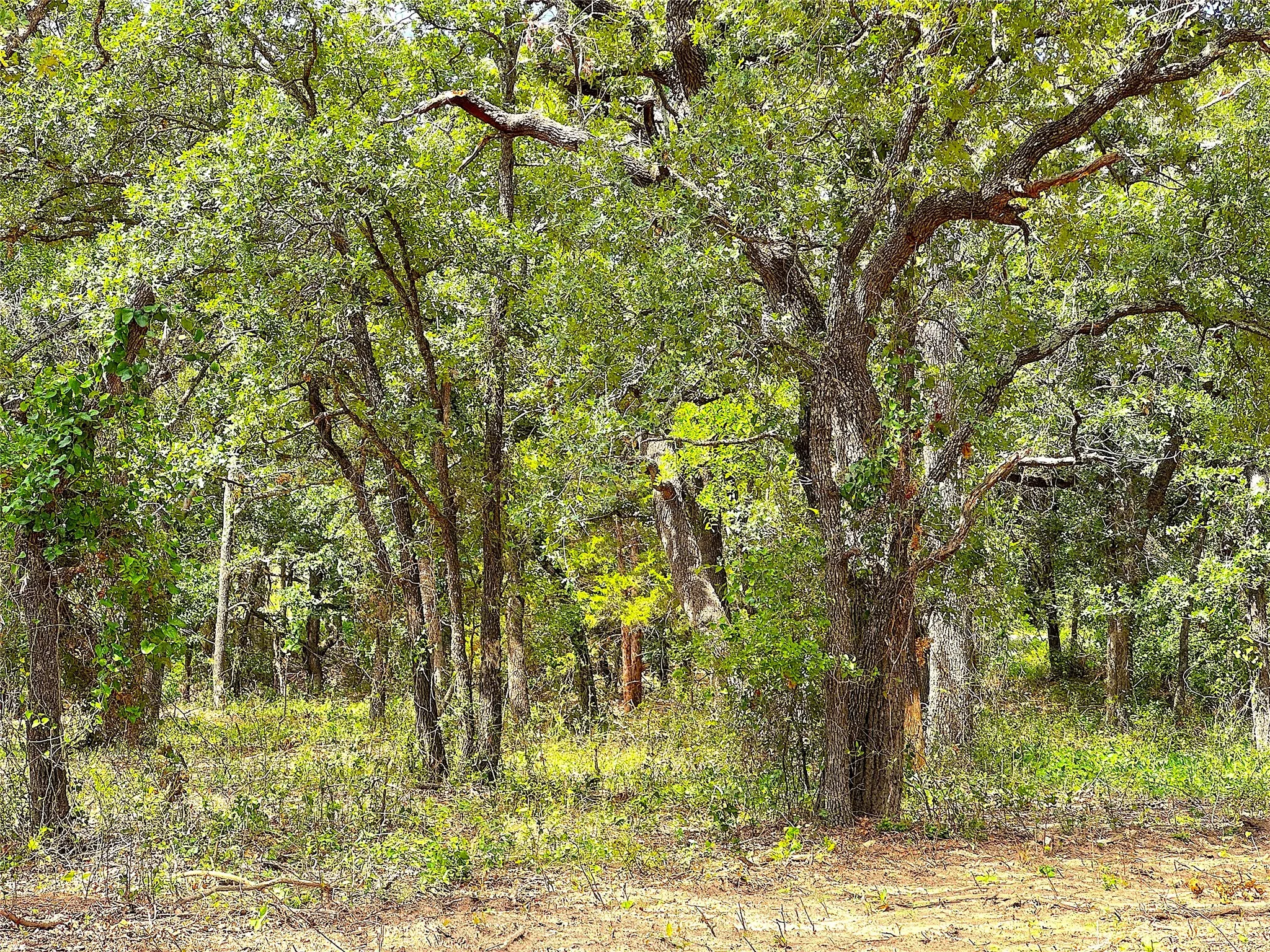Unimproved Land For Sale in Parker County , TBD C Turpin Lake Road, Poolville, Texas 76487, 0, 0, Garage spaces, 0 Sqft, built in 0, mls#21407599, Real Estate Agent in Poolville, Homes For Sale in Parker county, Homes For Sale in Poolville, Realtor in Poolville Texas, Real Estate Brokerage Independent Realty Texas, Luminita Cordes Realtor