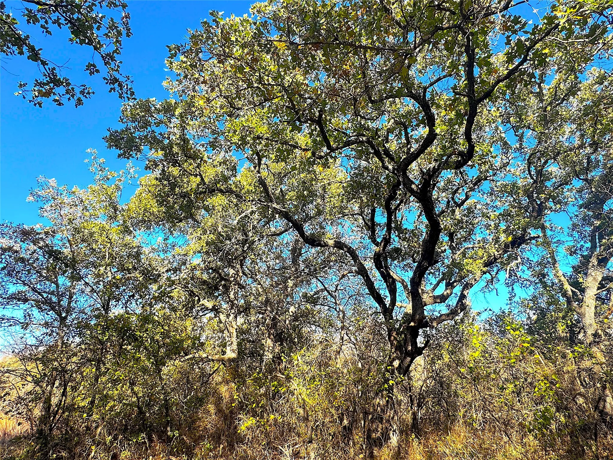 Unimproved Land For Sale in Jack County , TBD B Two Bush Road, Perrin, Texas 76486, 0, 0, Garage spaces, 0 Sqft, built in 0, mls#21407605, Real Estate Agent in Perrin, Homes For Sale in Jack county, Homes For Sale in Perrin, Realtor in Perrin Texas, Real Estate Brokerage Independent Realty Texas, Luminita Cordes Realtor