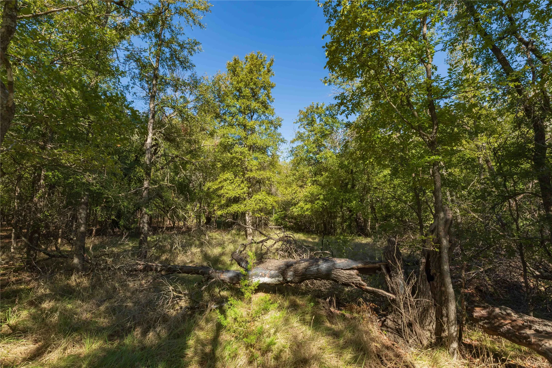 Ranch For Sale in Comanche County , 748 CR 350, Dublin, Texas 76446, 0, 0, Garage spaces, 0 Sqft, built in 0, mls#21405712, Real Estate Agent in Dublin, Homes For Sale in Comanche county, Homes For Sale in Dublin, Realtor in Dublin Texas, Real Estate Brokerage Independent Realty Texas, Luminita Cordes Realtor