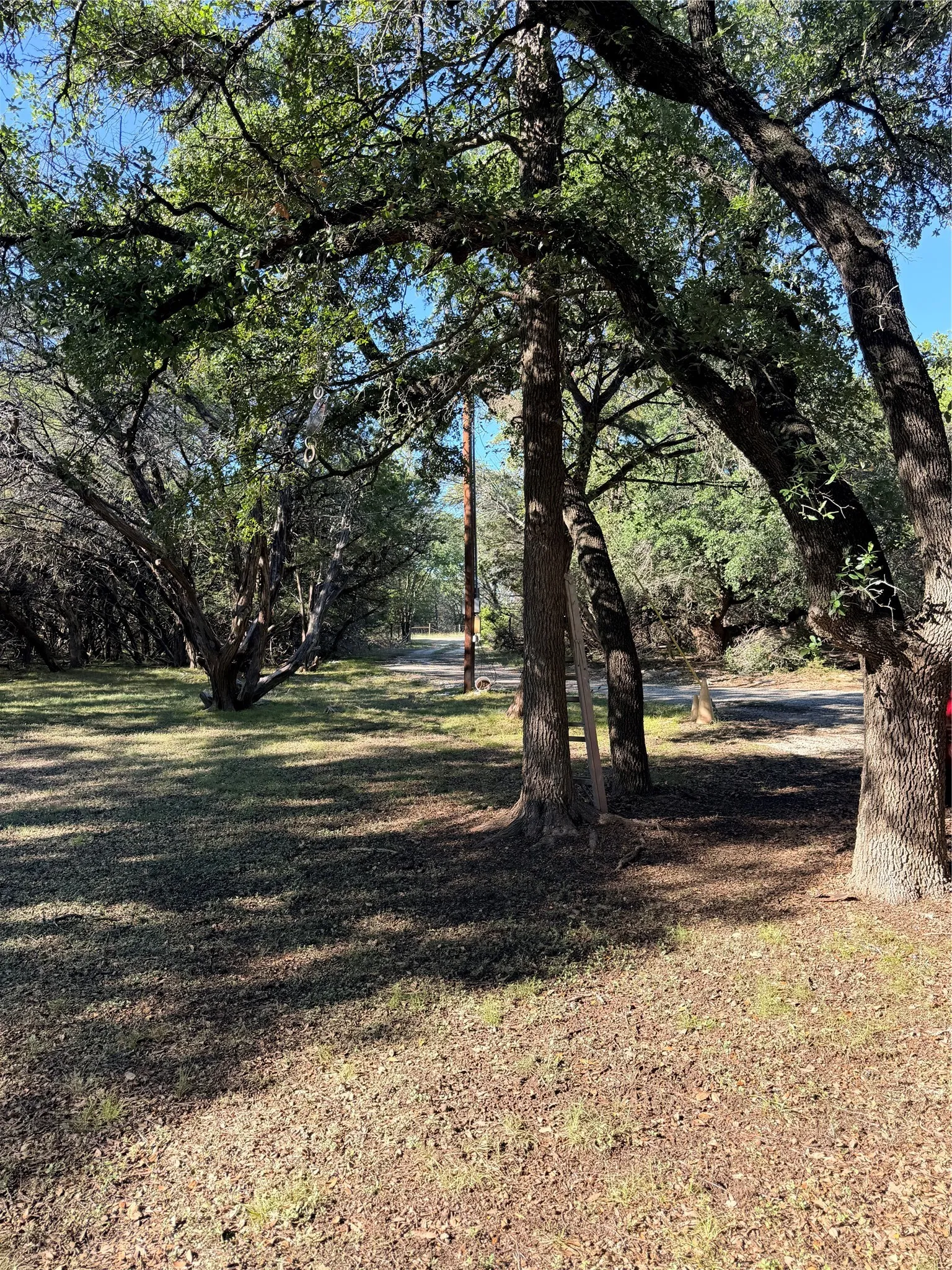Mature tree canopy providing natural shade
