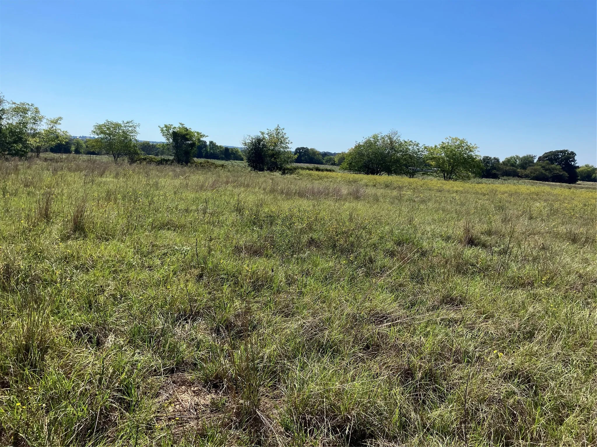 Expansive open field with natural grasses and scattered mature trees