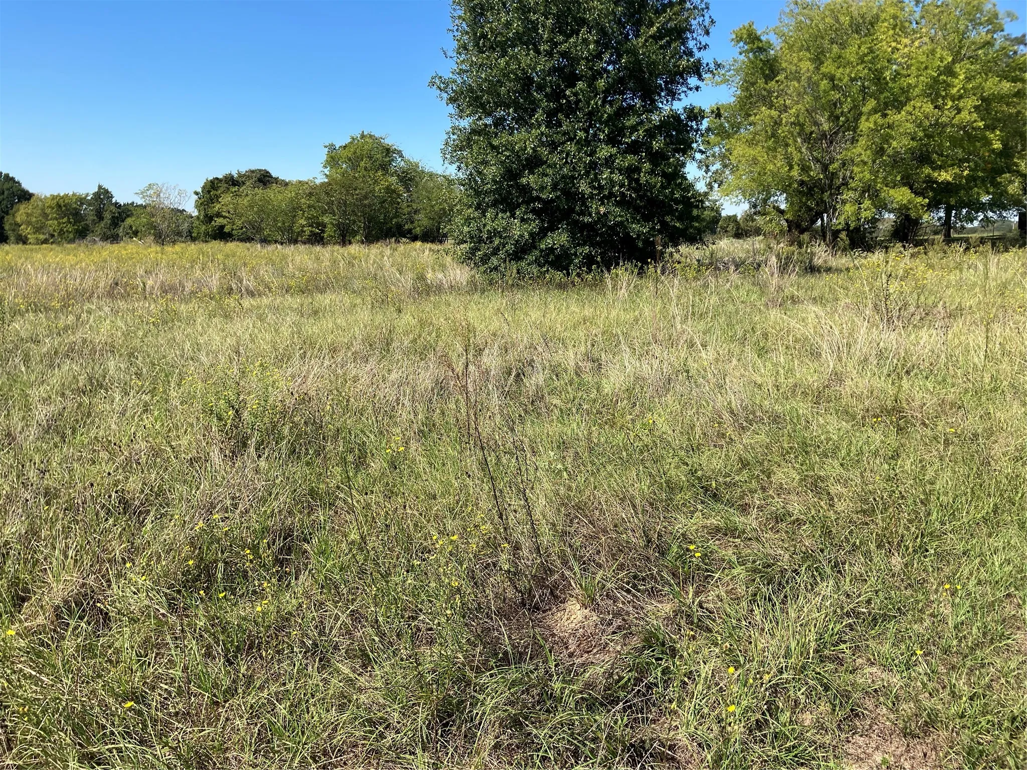 Expansive open field with natural grass and scattered trees