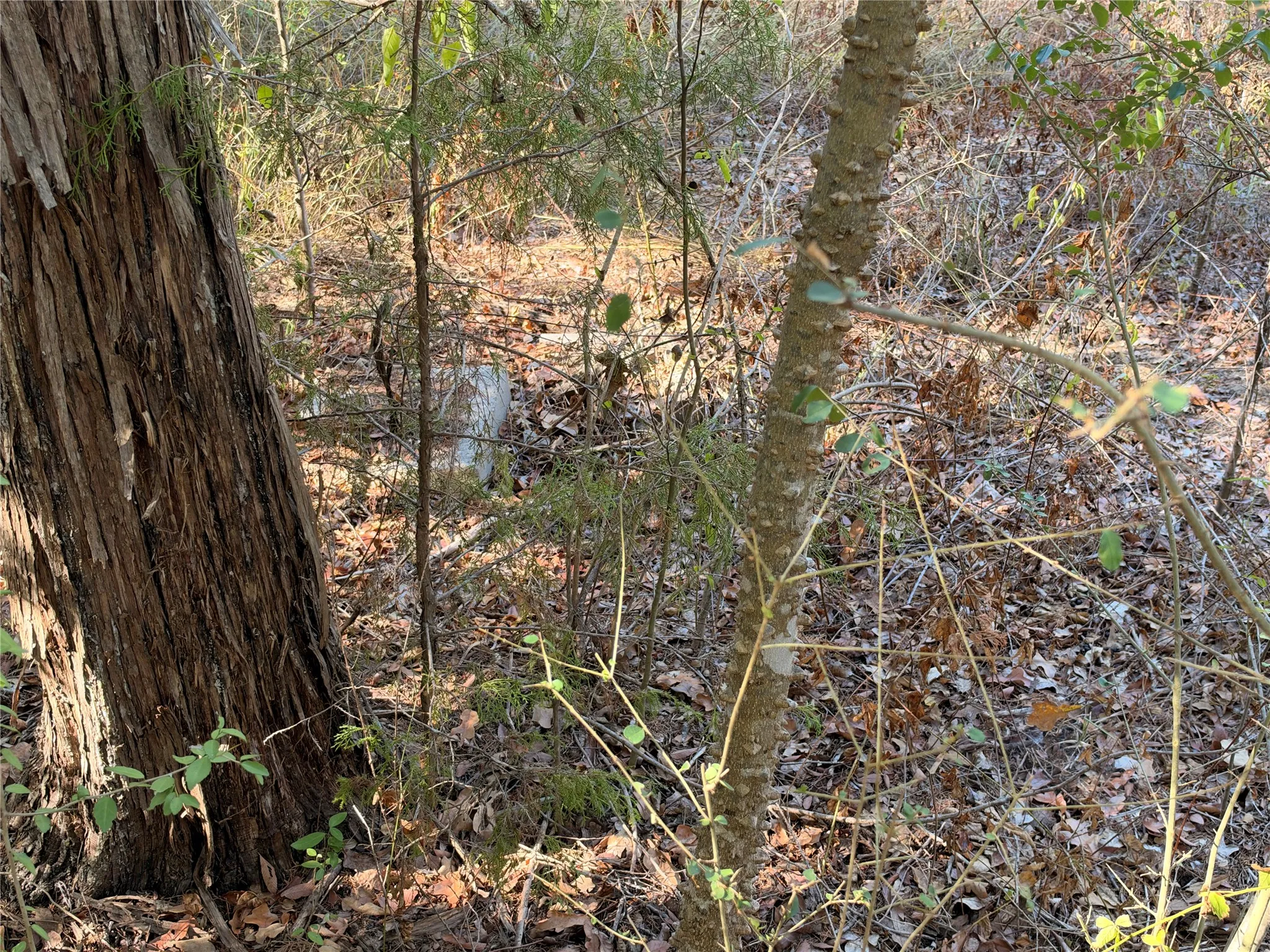 Improved Land For Sale in Anderson County , 562 An County Road 2223, Tennessee Colony, Texas 75861, 0, 0, Garage spaces, 0 Sqft, built in 1979, mls#21393932, Real Estate Agent in Tennessee Colony, Homes For Sale in Anderson county, Homes For Sale in Tennessee Colony, Realtor in Tennessee Colony Texas, Real Estate Brokerage Independent Realty Texas, Luminita Cordes Realtor