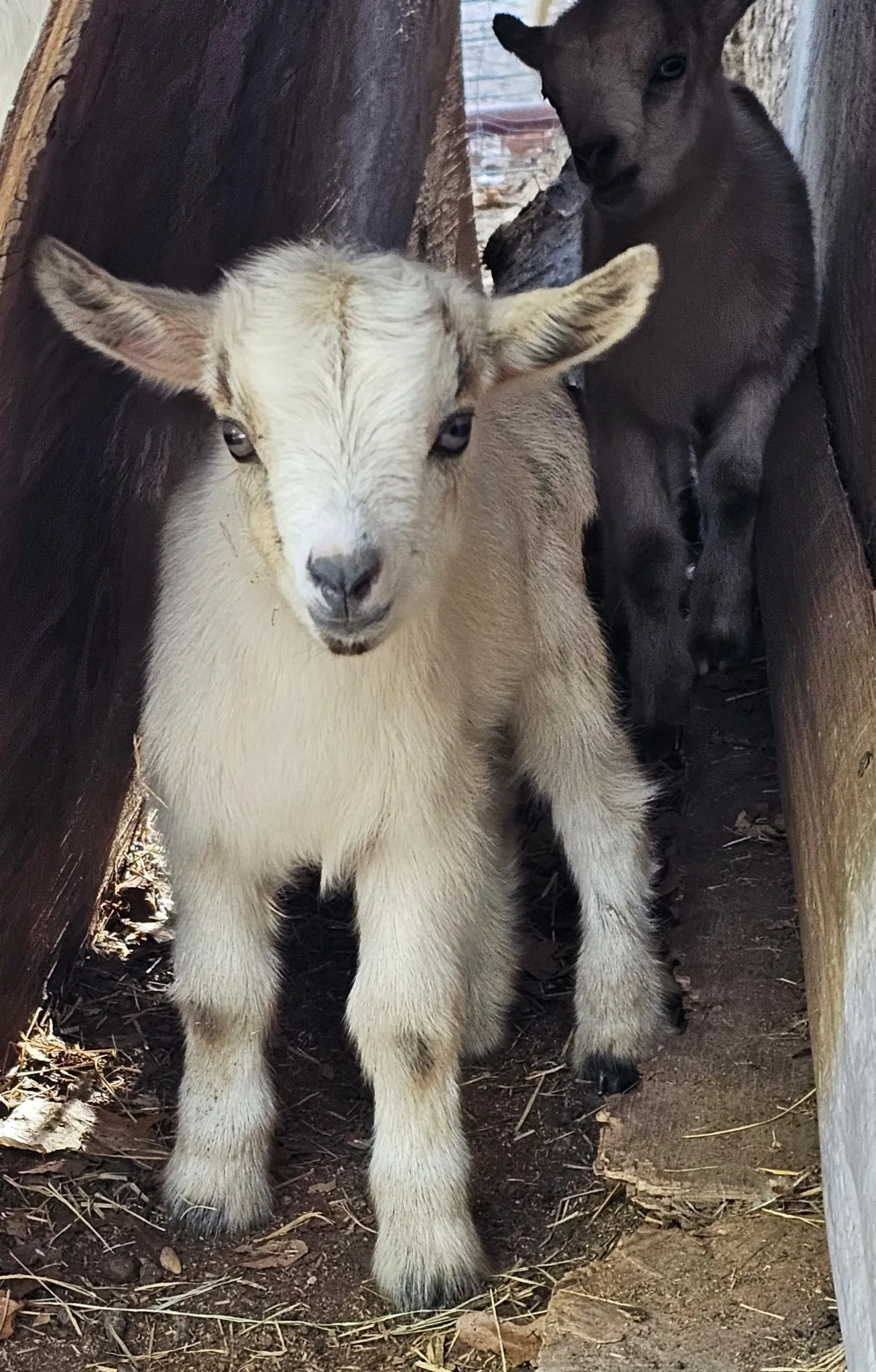Baby goat.