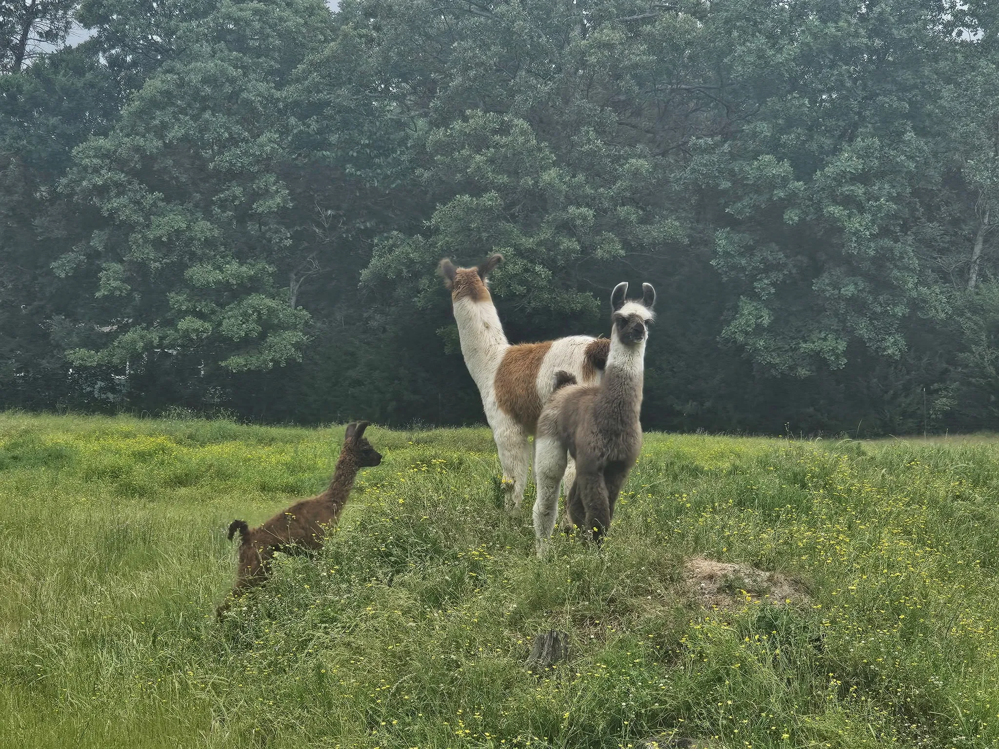 Llamas playing in the pasture.