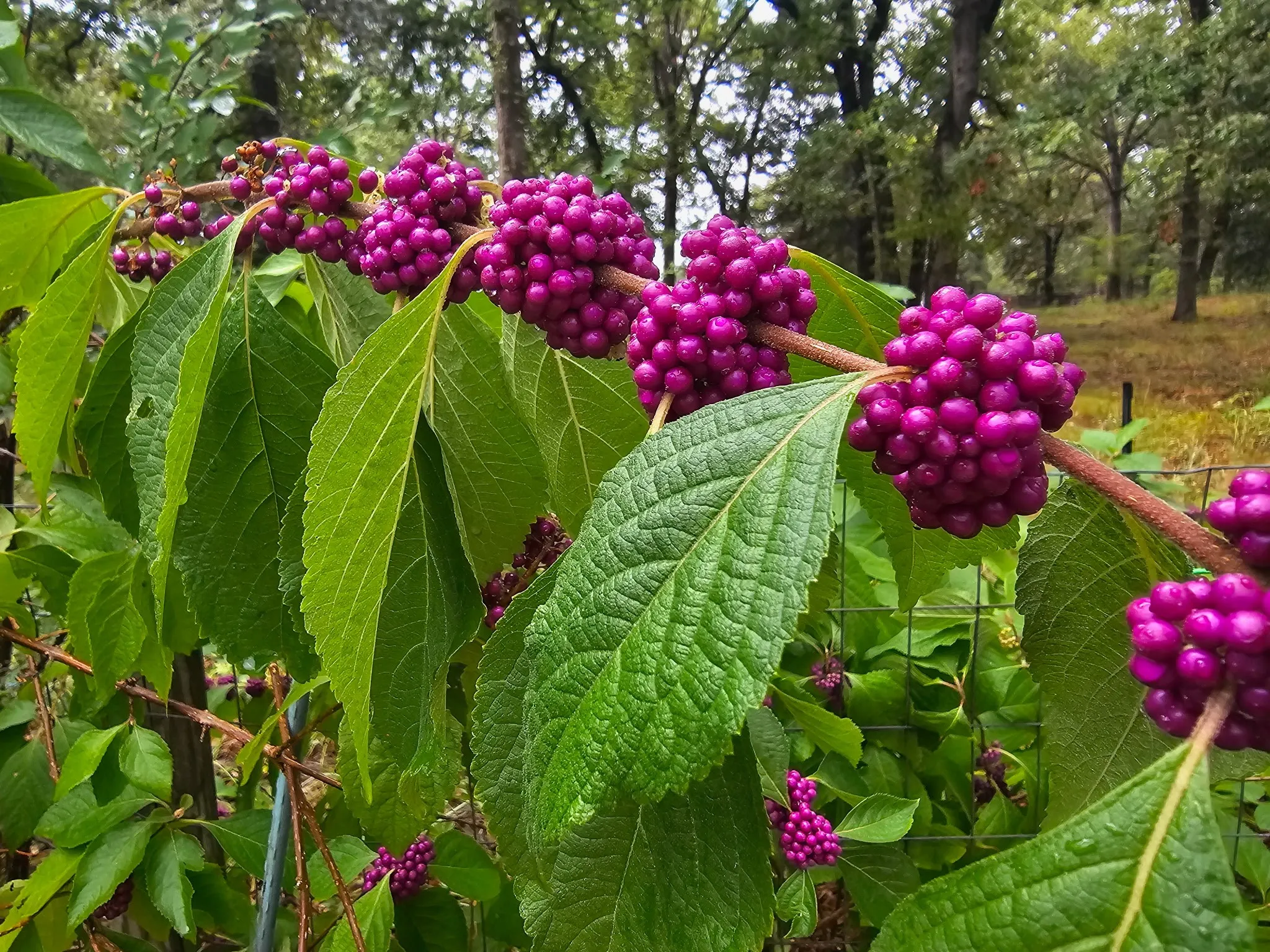 Beauty berries.
