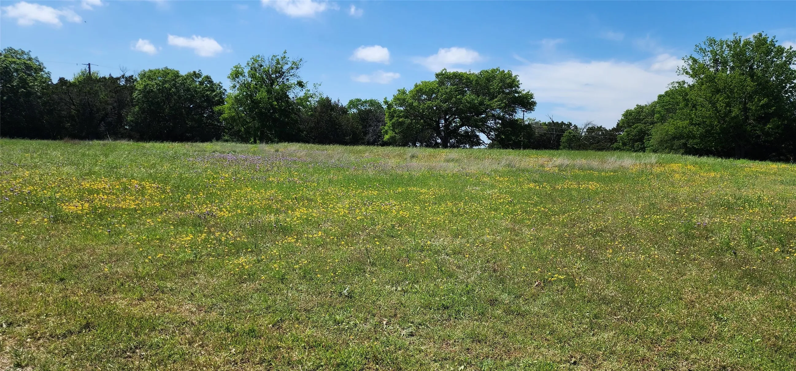 Expansive green space featuring natural landscaping and scattered wildflowers