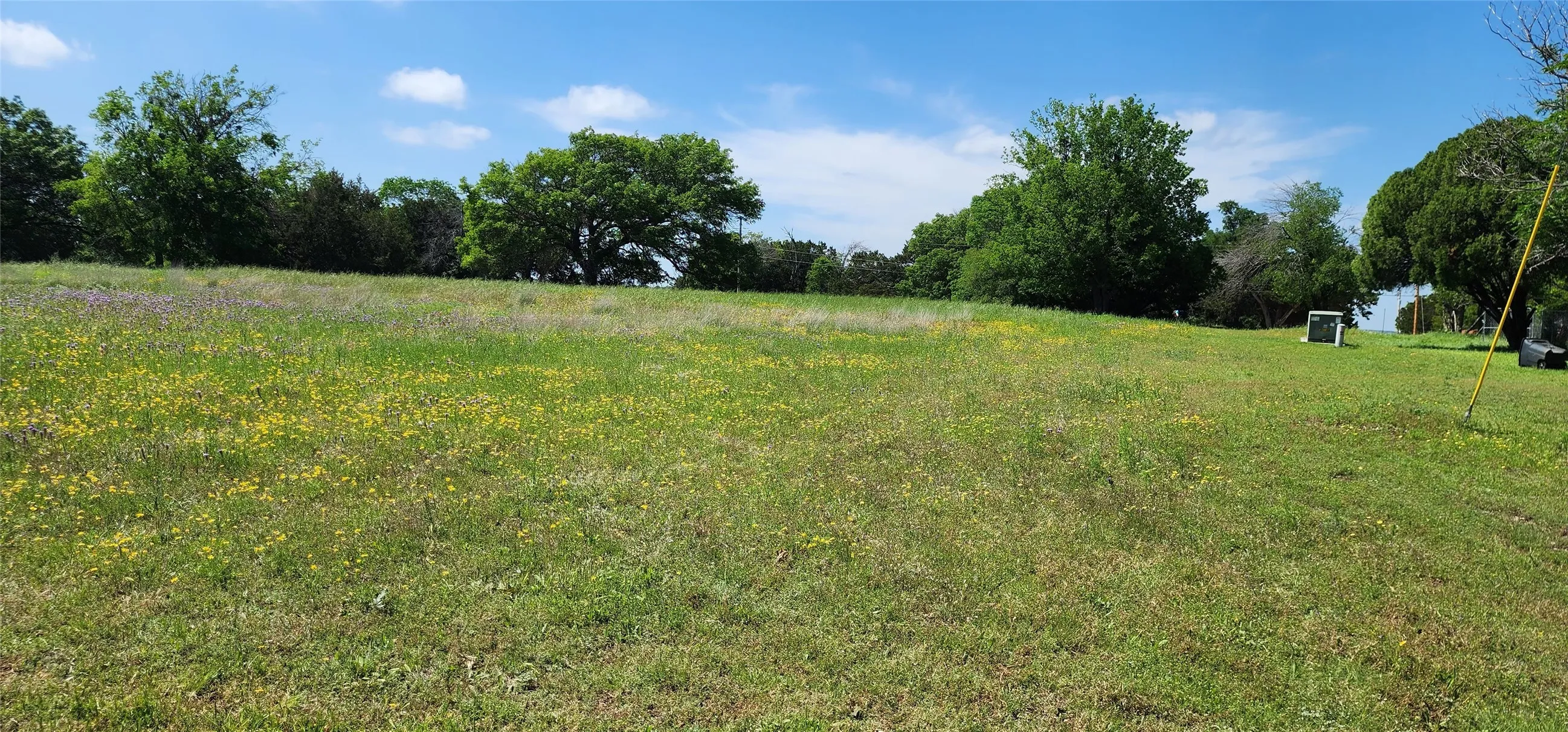 Expansive green space featuring natural grass and scattered wildflowers