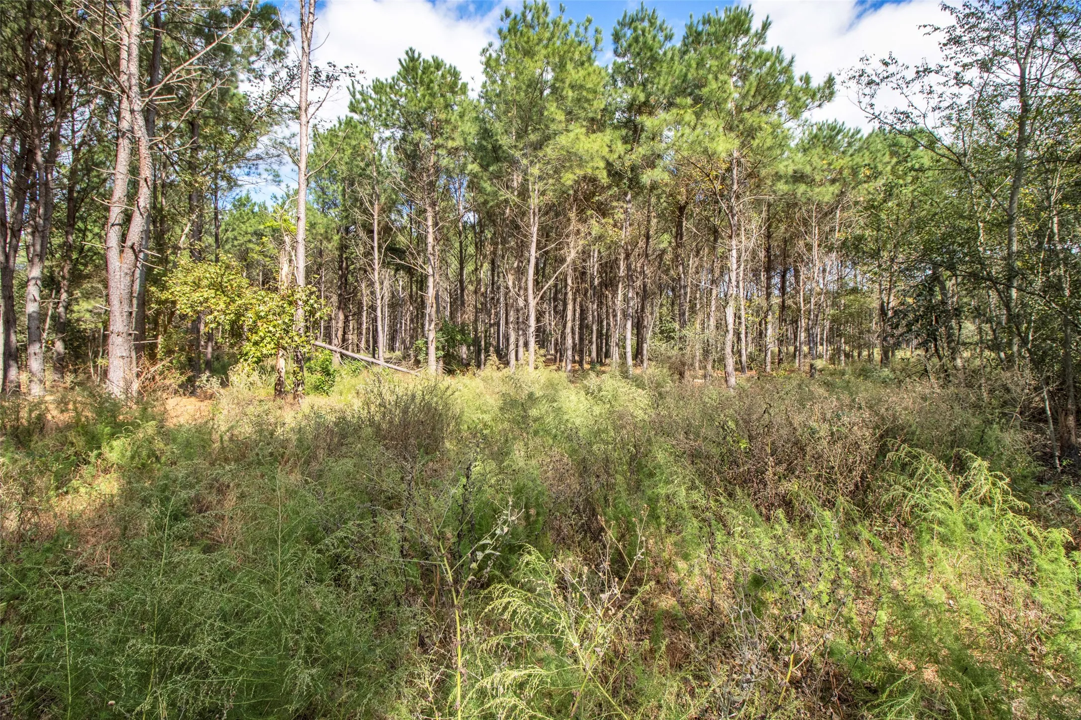 Unimproved Land For Sale in Upshur County , TBD Wolf Road, Pittsburg, Texas 75686, 0, 0, Garage spaces, 0 Sqft, built in 0, mls#21408212, Real Estate Agent in Pittsburg, Homes For Sale in Upshur county, Homes For Sale in Pittsburg, Realtor in Pittsburg Texas, Real Estate Brokerage Independent Realty Texas, Luminita Cordes Realtor