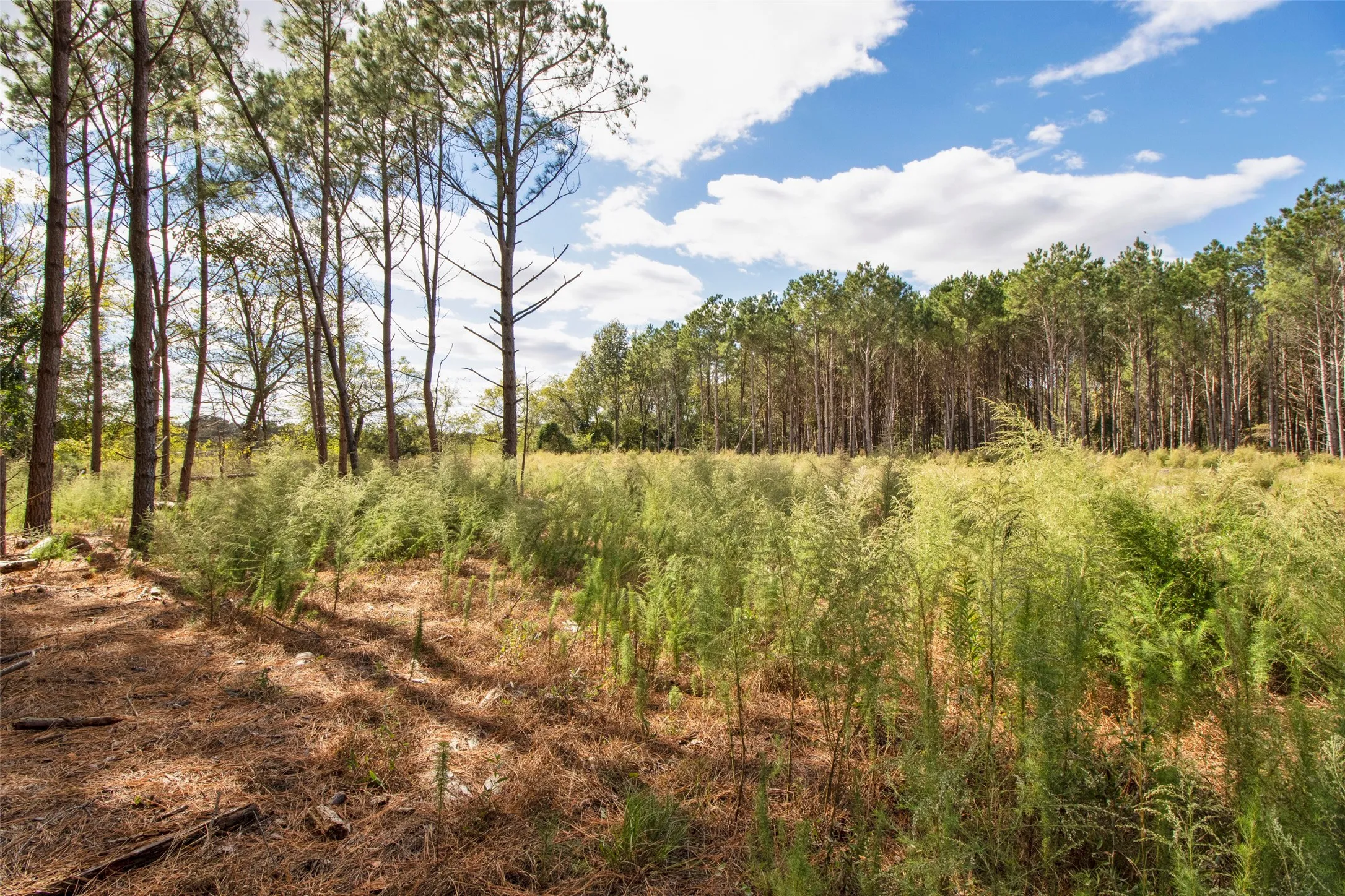 Unimproved Land For Sale in Upshur County , TBD Wolf Road, Pittsburg, Texas 75686, 0, 0, Garage spaces, 0 Sqft, built in 0, mls#21408212, Real Estate Agent in Pittsburg, Homes For Sale in Upshur county, Homes For Sale in Pittsburg, Realtor in Pittsburg Texas, Real Estate Brokerage Independent Realty Texas, Luminita Cordes Realtor