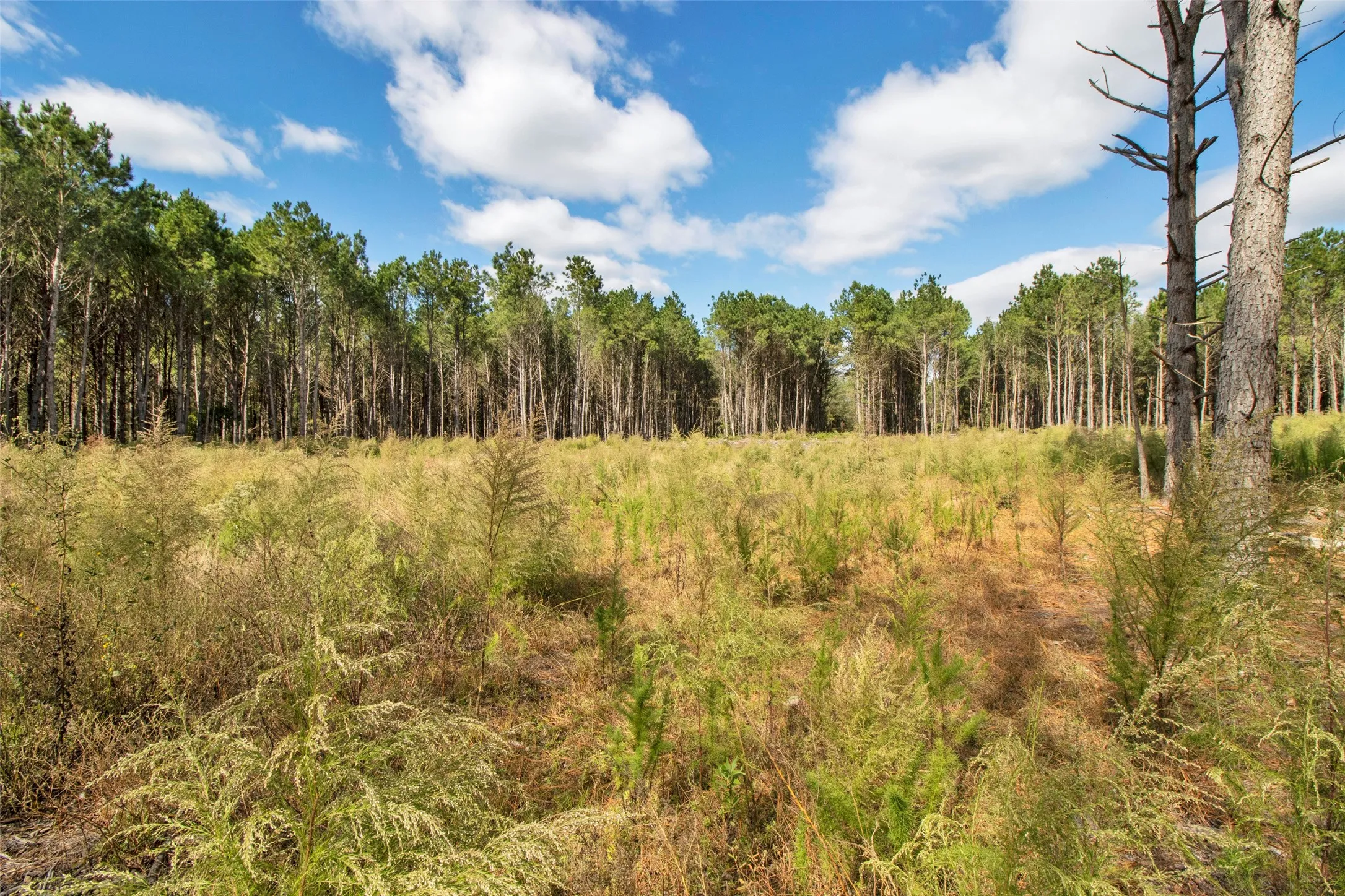 Unimproved Land For Sale in Upshur County , TBD Wolf Road, Pittsburg, Texas 75686, 0, 0, Garage spaces, 0 Sqft, built in 0, mls#21408212, Real Estate Agent in Pittsburg, Homes For Sale in Upshur county, Homes For Sale in Pittsburg, Realtor in Pittsburg Texas, Real Estate Brokerage Independent Realty Texas, Luminita Cordes Realtor