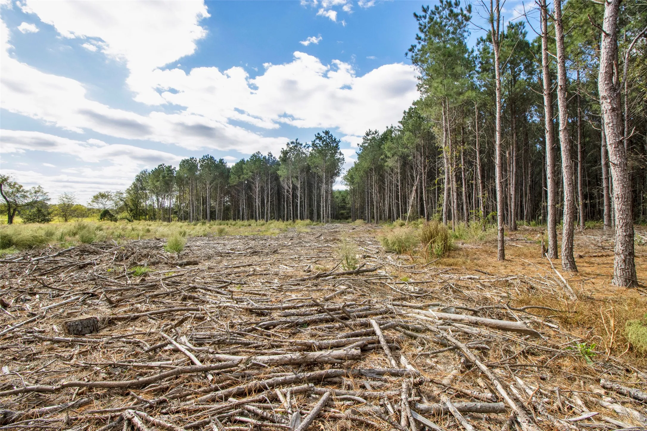Unimproved Land For Sale in Upshur County , TBD Wolf Road, Pittsburg, Texas 75686, 0, 0, Garage spaces, 0 Sqft, built in 0, mls#21408212, Real Estate Agent in Pittsburg, Homes For Sale in Upshur county, Homes For Sale in Pittsburg, Realtor in Pittsburg Texas, Real Estate Brokerage Independent Realty Texas, Luminita Cordes Realtor