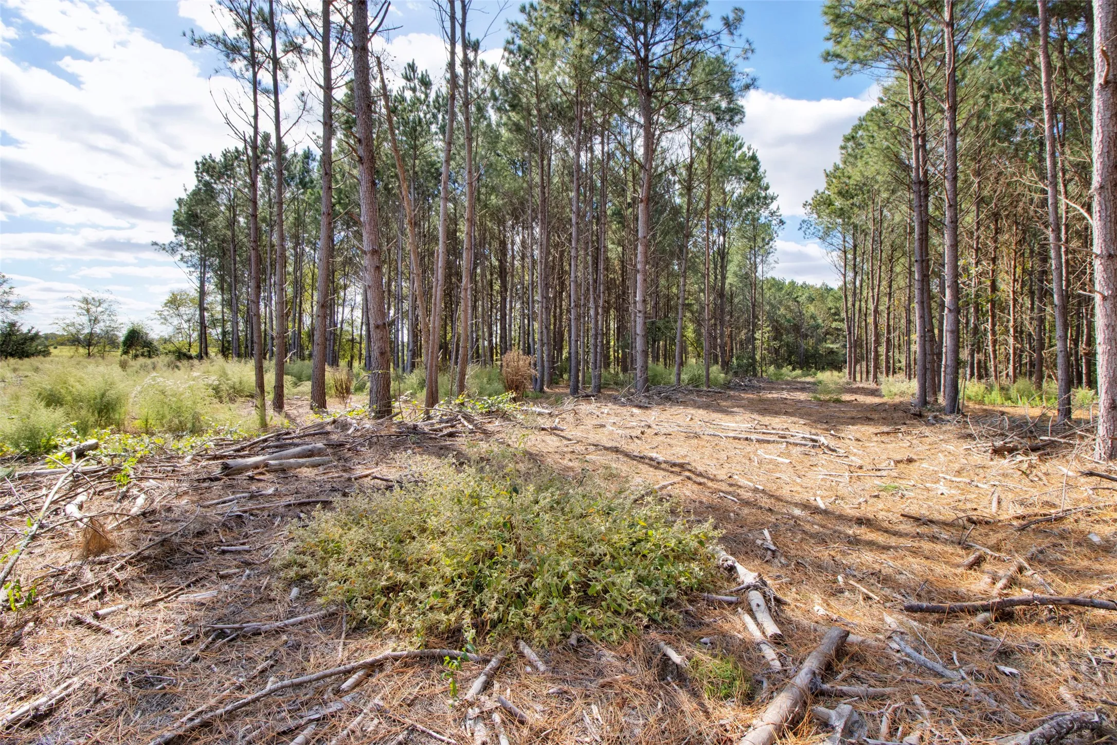 Unimproved Land For Sale in Upshur County , TBD Wolf Road, Pittsburg, Texas 75686, 0, 0, Garage spaces, 0 Sqft, built in 0, mls#21408212, Real Estate Agent in Pittsburg, Homes For Sale in Upshur county, Homes For Sale in Pittsburg, Realtor in Pittsburg Texas, Real Estate Brokerage Independent Realty Texas, Luminita Cordes Realtor