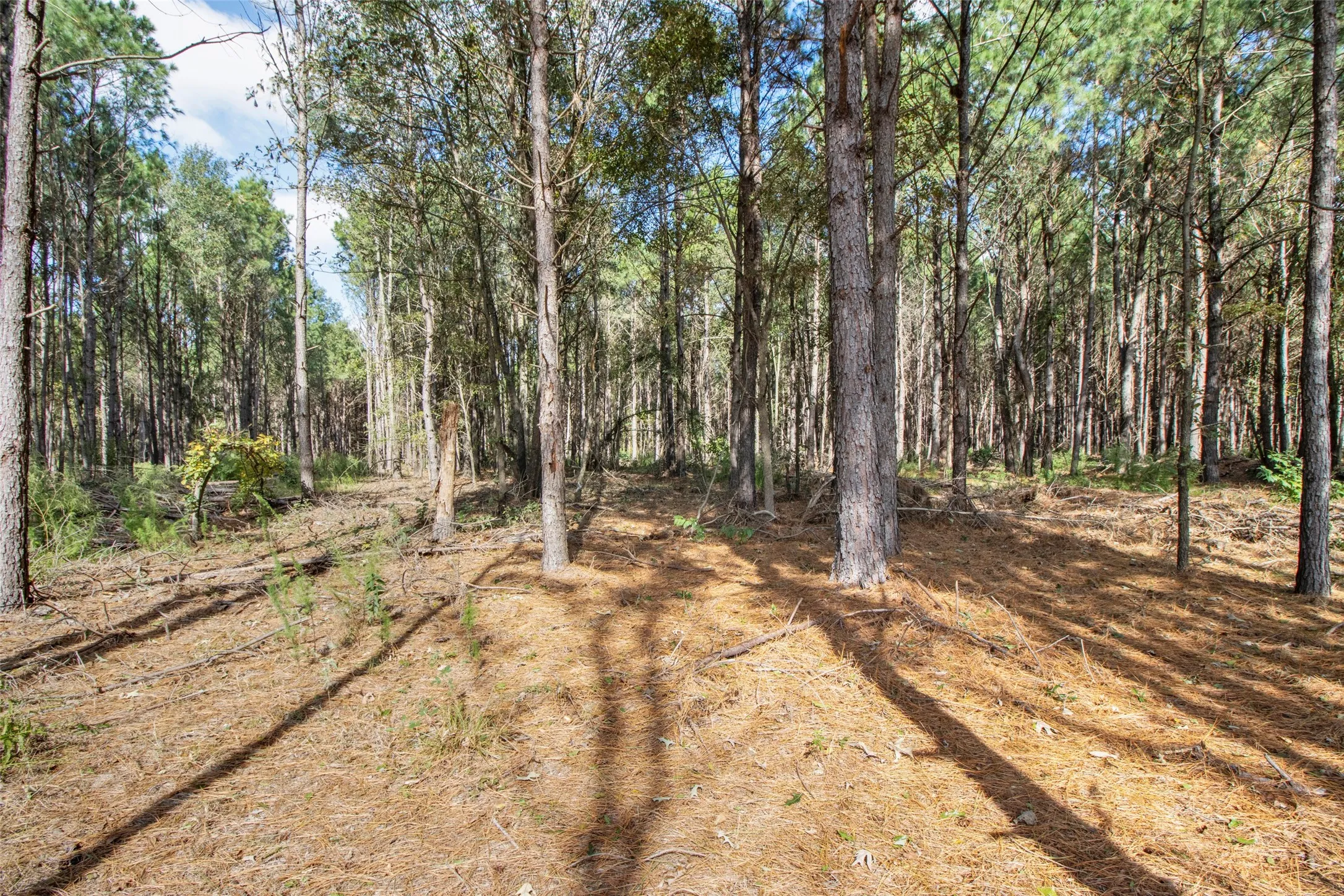 Unimproved Land For Sale in Upshur County , TBD Wolf Road, Pittsburg, Texas 75686, 0, 0, Garage spaces, 0 Sqft, built in 0, mls#21408212, Real Estate Agent in Pittsburg, Homes For Sale in Upshur county, Homes For Sale in Pittsburg, Realtor in Pittsburg Texas, Real Estate Brokerage Independent Realty Texas, Luminita Cordes Realtor