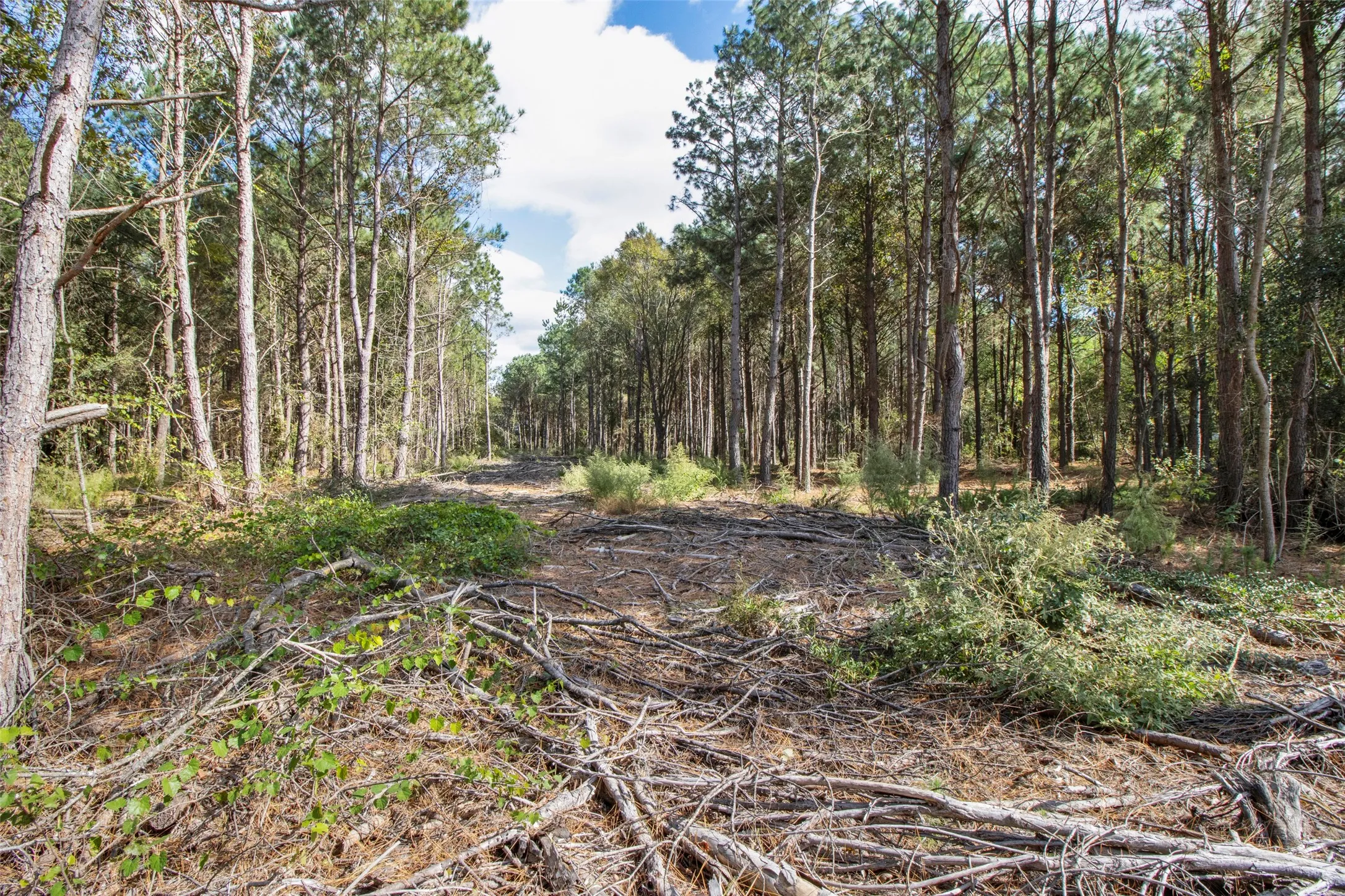 Unimproved Land For Sale in Upshur County , TBD Wolf Road, Pittsburg, Texas 75686, 0, 0, Garage spaces, 0 Sqft, built in 0, mls#21408212, Real Estate Agent in Pittsburg, Homes For Sale in Upshur county, Homes For Sale in Pittsburg, Realtor in Pittsburg Texas, Real Estate Brokerage Independent Realty Texas, Luminita Cordes Realtor