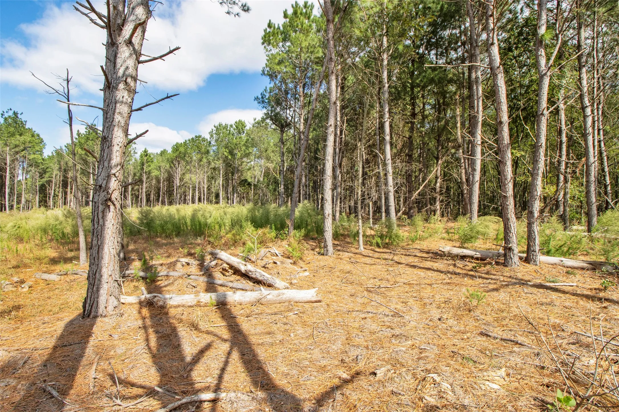 Unimproved Land For Sale in Upshur County , TBD Wolf Road, Pittsburg, Texas 75686, 0, 0, Garage spaces, 0 Sqft, built in 0, mls#21408212, Real Estate Agent in Pittsburg, Homes For Sale in Upshur county, Homes For Sale in Pittsburg, Realtor in Pittsburg Texas, Real Estate Brokerage Independent Realty Texas, Luminita Cordes Realtor