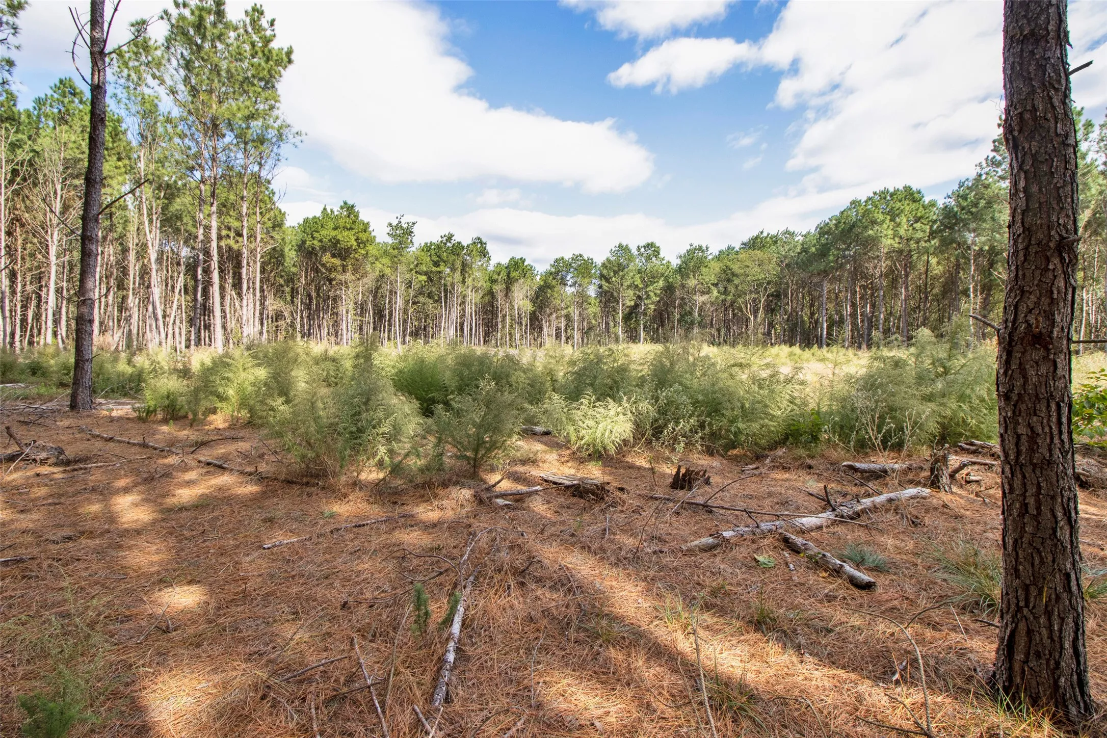 Unimproved Land For Sale in Upshur County , TBD Wolf Road, Pittsburg, Texas 75686, 0, 0, Garage spaces, 0 Sqft, built in 0, mls#21408212, Real Estate Agent in Pittsburg, Homes For Sale in Upshur county, Homes For Sale in Pittsburg, Realtor in Pittsburg Texas, Real Estate Brokerage Independent Realty Texas, Luminita Cordes Realtor