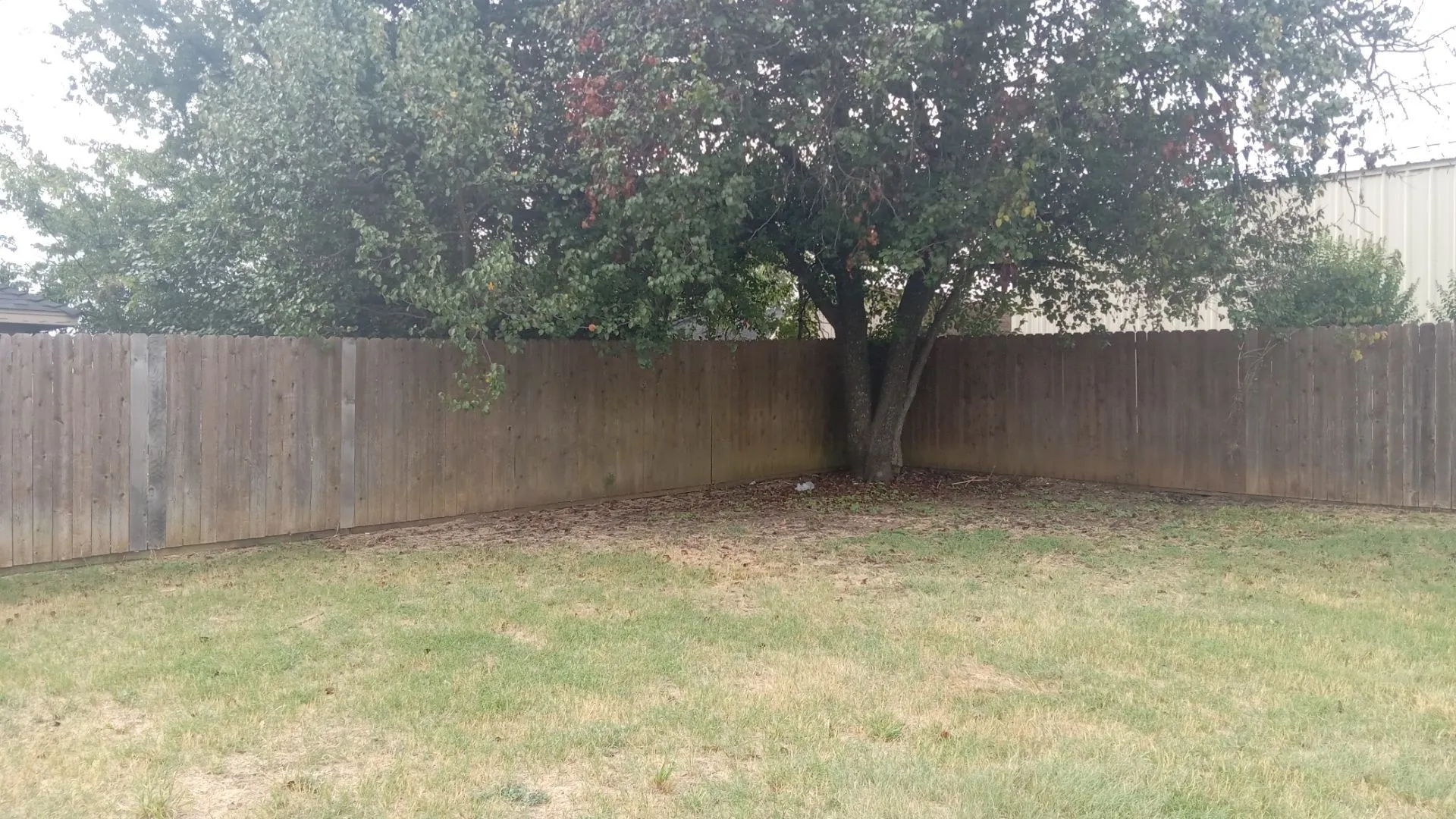 Private backyard featuring a mature tree, wooden privacy fencing, and a grass lawn