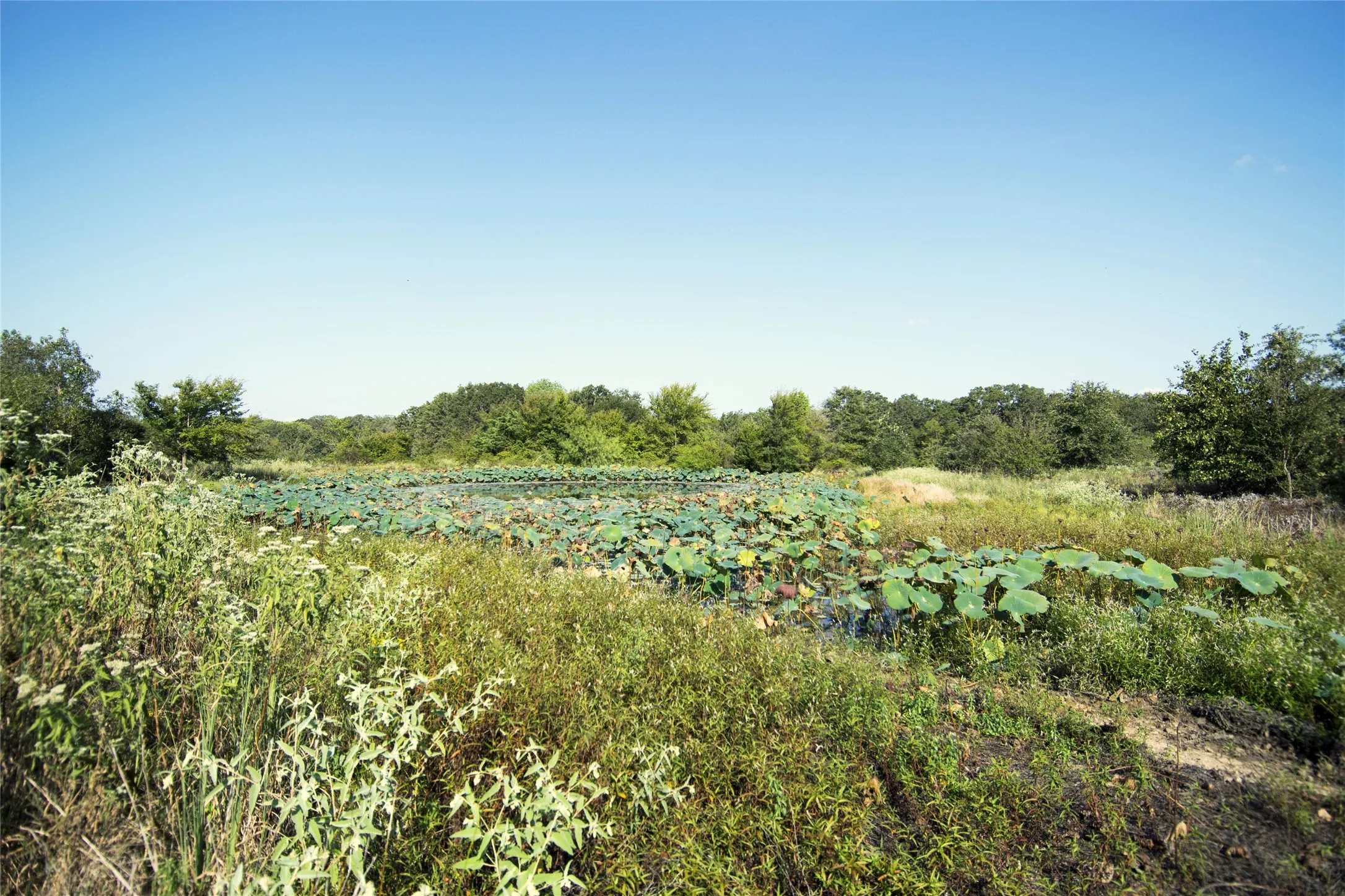 Unimproved Land For Sale in Limestone County , 0 TBD LCR 822, Groesbeck, Texas 76642, 0, 0, Garage spaces, 0 Sqft, built in 0, mls#21408293, Real Estate Agent in Groesbeck, Homes For Sale in Limestone county, Homes For Sale in Groesbeck, Realtor in Groesbeck Texas, Real Estate Brokerage Independent Realty Texas, Luminita Cordes Realtor
