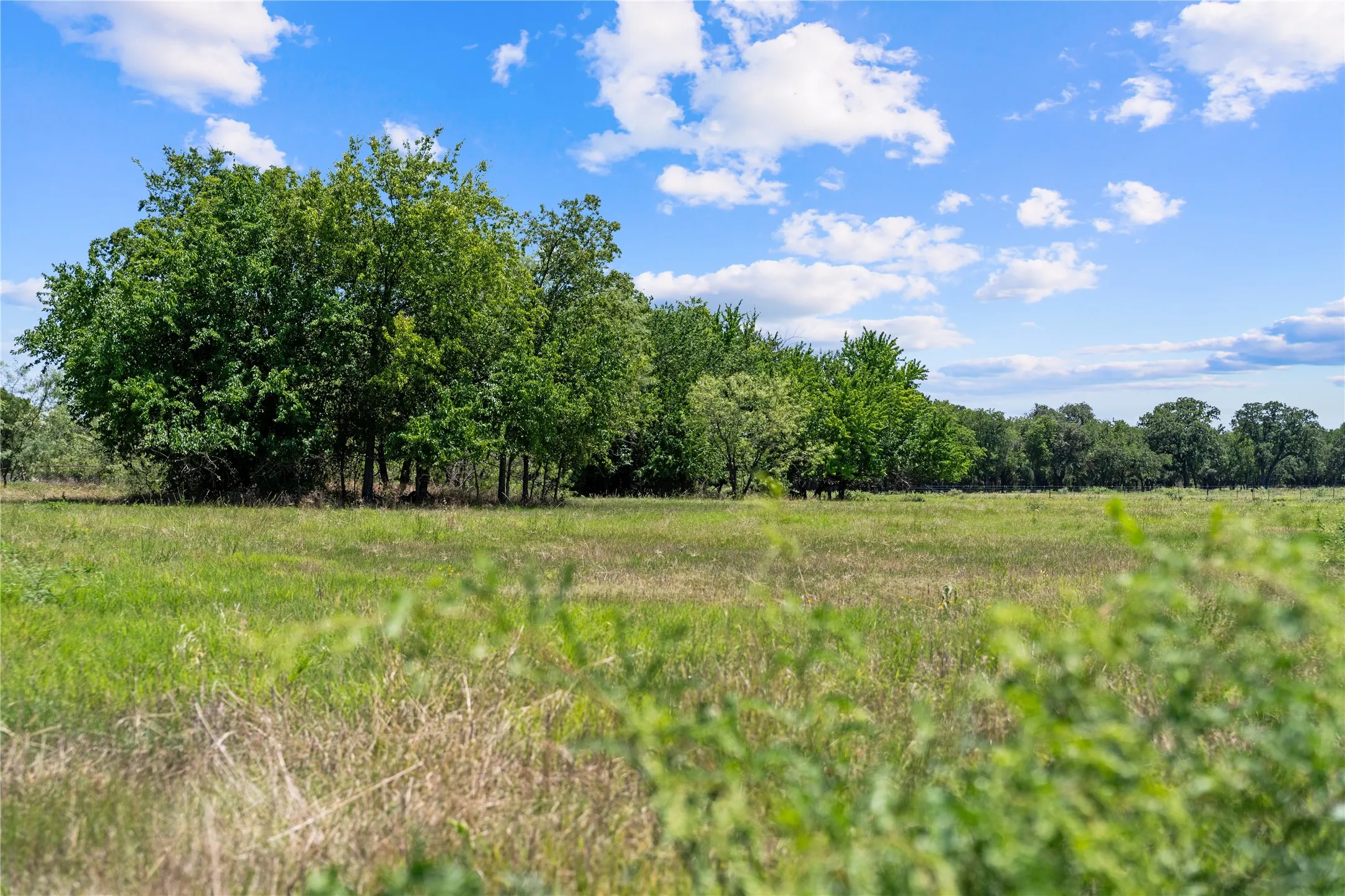 Expansive grassy terrain with mature trees