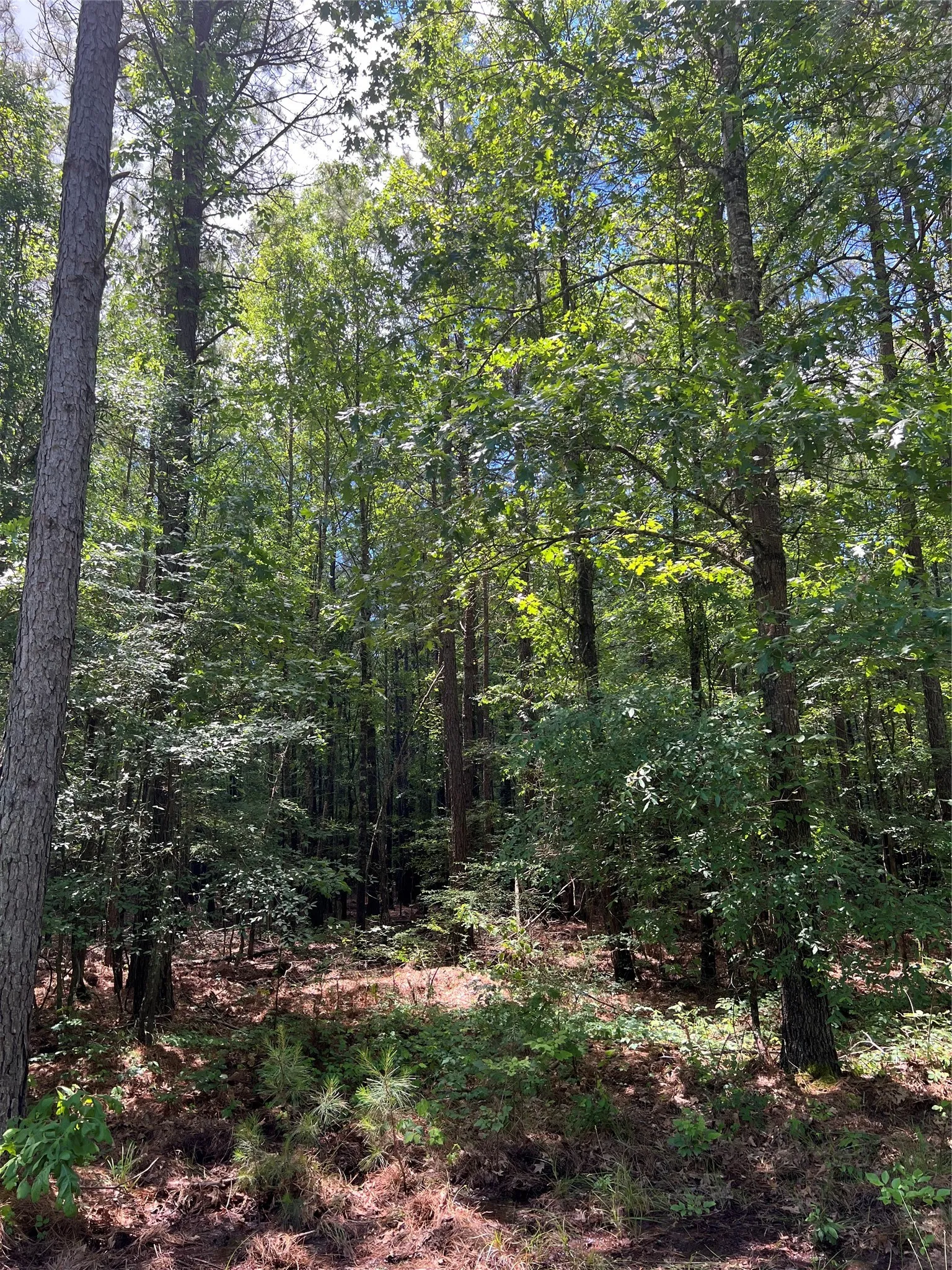 Unimproved Land For Sale in Bowie County , 00 County Road 4223, Simms, Texas 75574, 0, 0, Garage spaces, 0 Sqft, built in 0, mls#21408335, Real Estate Agent in Simms, Homes For Sale in Bowie county, Homes For Sale in Simms, Realtor in Simms Texas, Real Estate Brokerage Independent Realty Texas, Luminita Cordes Realtor
