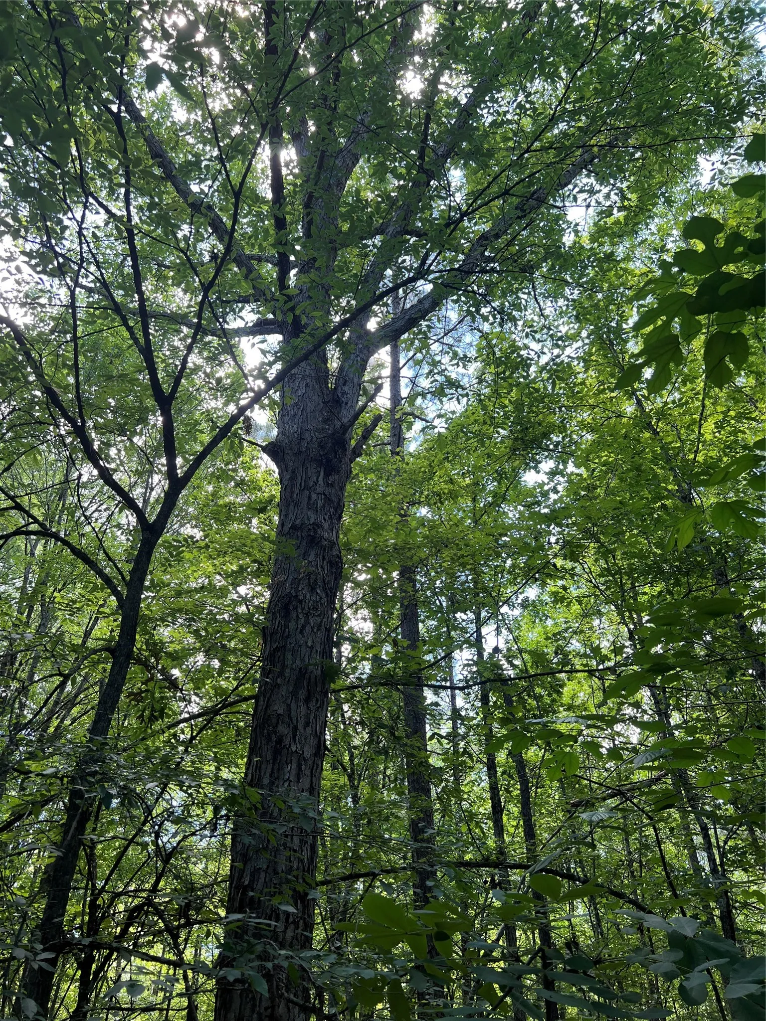 Unimproved Land For Sale in Bowie County , 00 County Road 4223, Simms, Texas 75574, 0, 0, Garage spaces, 0 Sqft, built in 0, mls#21408335, Real Estate Agent in Simms, Homes For Sale in Bowie county, Homes For Sale in Simms, Realtor in Simms Texas, Real Estate Brokerage Independent Realty Texas, Luminita Cordes Realtor