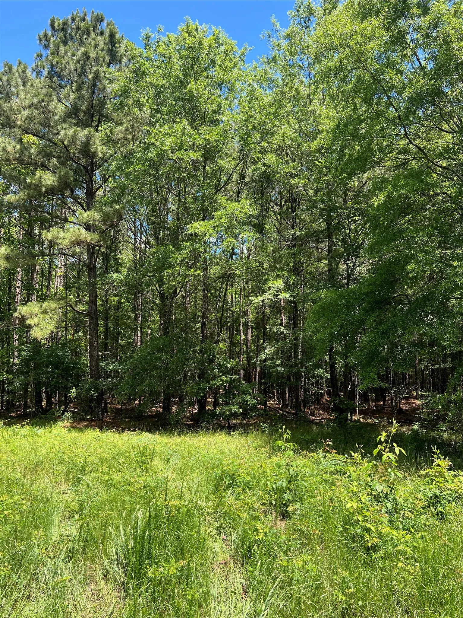 Unimproved Land For Sale in Bowie County , 00 County Road 4223, Simms, Texas 75574, 0, 0, Garage spaces, 0 Sqft, built in 0, mls#21408335, Real Estate Agent in Simms, Homes For Sale in Bowie county, Homes For Sale in Simms, Realtor in Simms Texas, Real Estate Brokerage Independent Realty Texas, Luminita Cordes Realtor