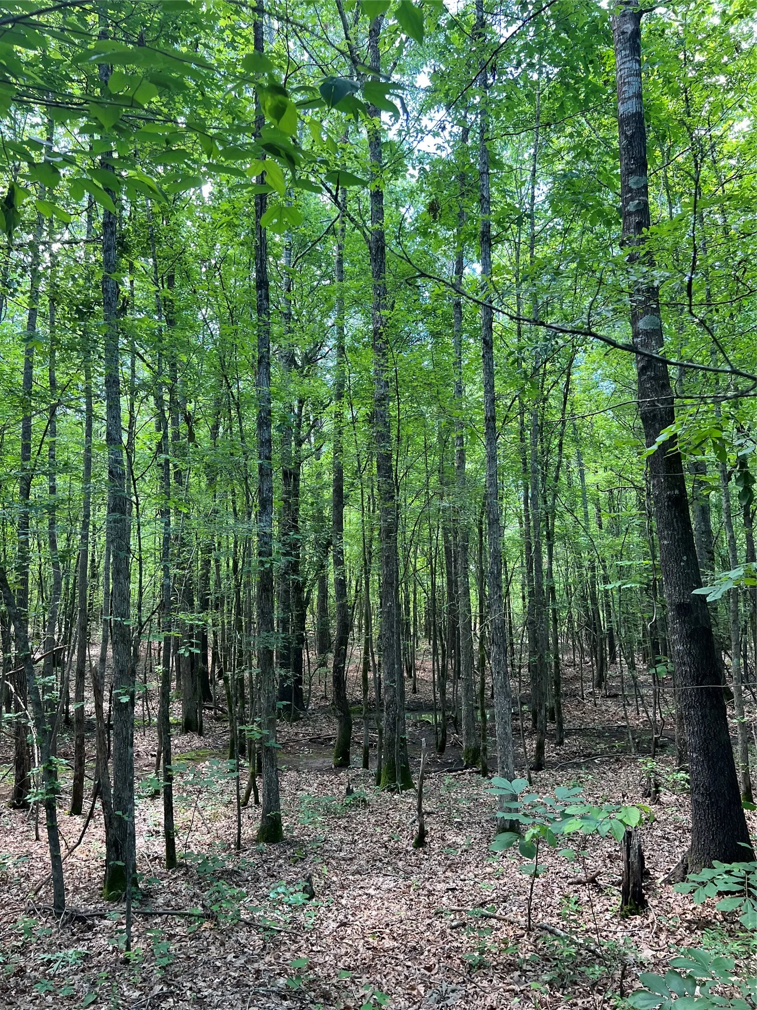 Unimproved Land For Sale in Bowie County , 00 County Road 4223, Simms, Texas 75574, 0, 0, Garage spaces, 0 Sqft, built in 0, mls#21408335, Real Estate Agent in Simms, Homes For Sale in Bowie county, Homes For Sale in Simms, Realtor in Simms Texas, Real Estate Brokerage Independent Realty Texas, Luminita Cordes Realtor