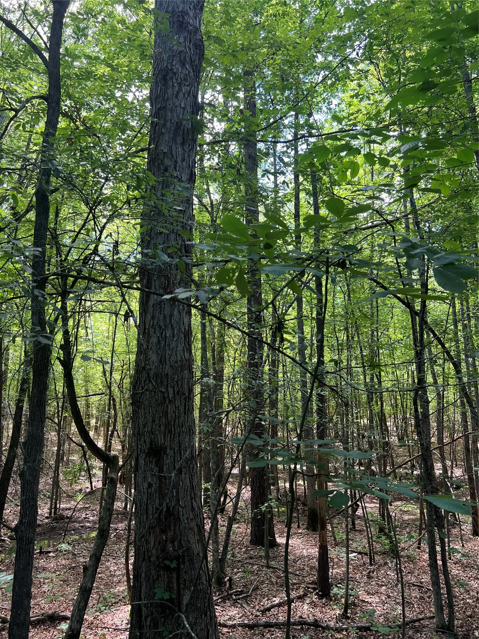 Unimproved Land For Sale in Bowie County , 00 County Road 4223, Simms, Texas 75574, 0, 0, Garage spaces, 0 Sqft, built in 0, mls#21408335, Real Estate Agent in Simms, Homes For Sale in Bowie county, Homes For Sale in Simms, Realtor in Simms Texas, Real Estate Brokerage Independent Realty Texas, Luminita Cordes Realtor