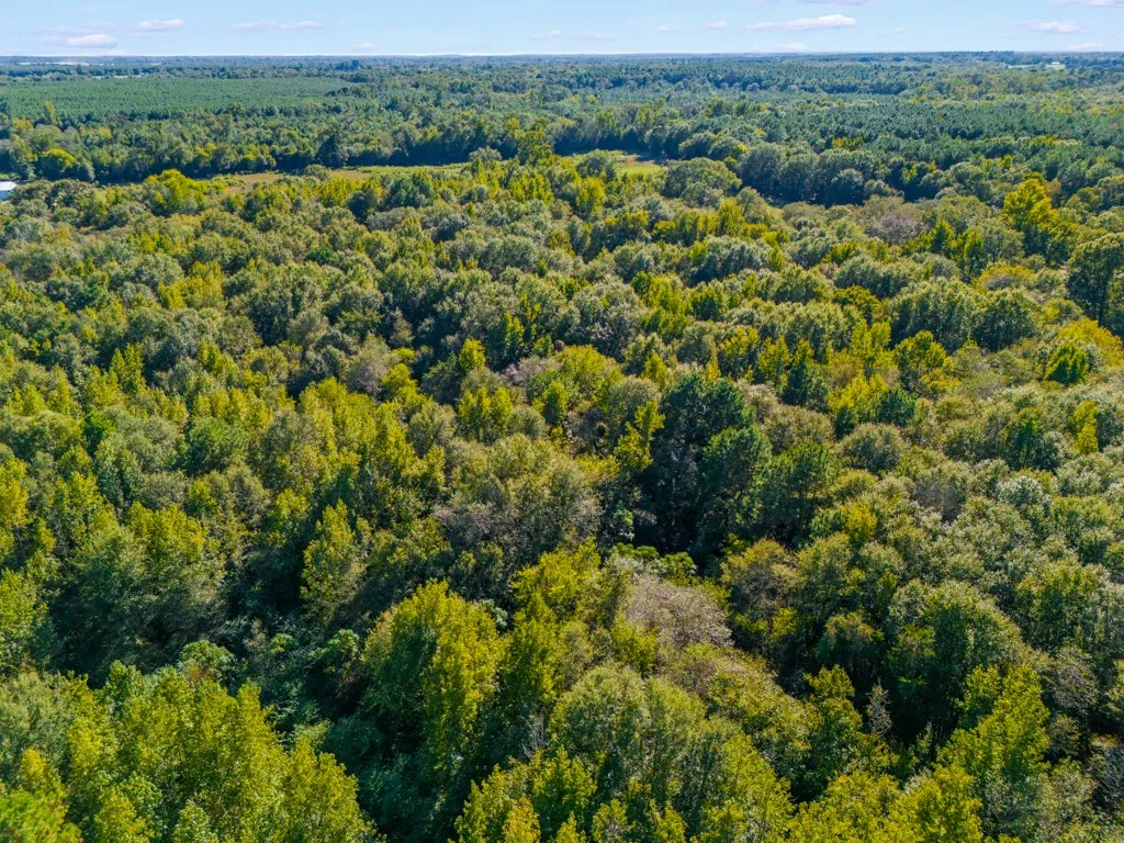 Expansive wooded acreage with a mix of deciduous and evergreen trees under a clear sky