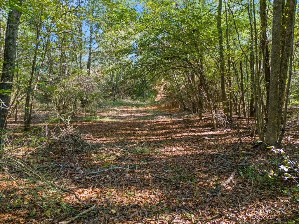 Wooded acreage with mature trees and natural ground cover