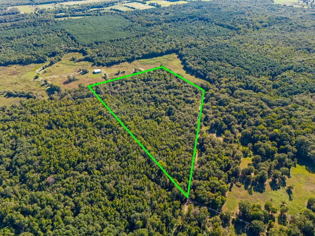 Expansive wooded acreage with a distinct boundary
